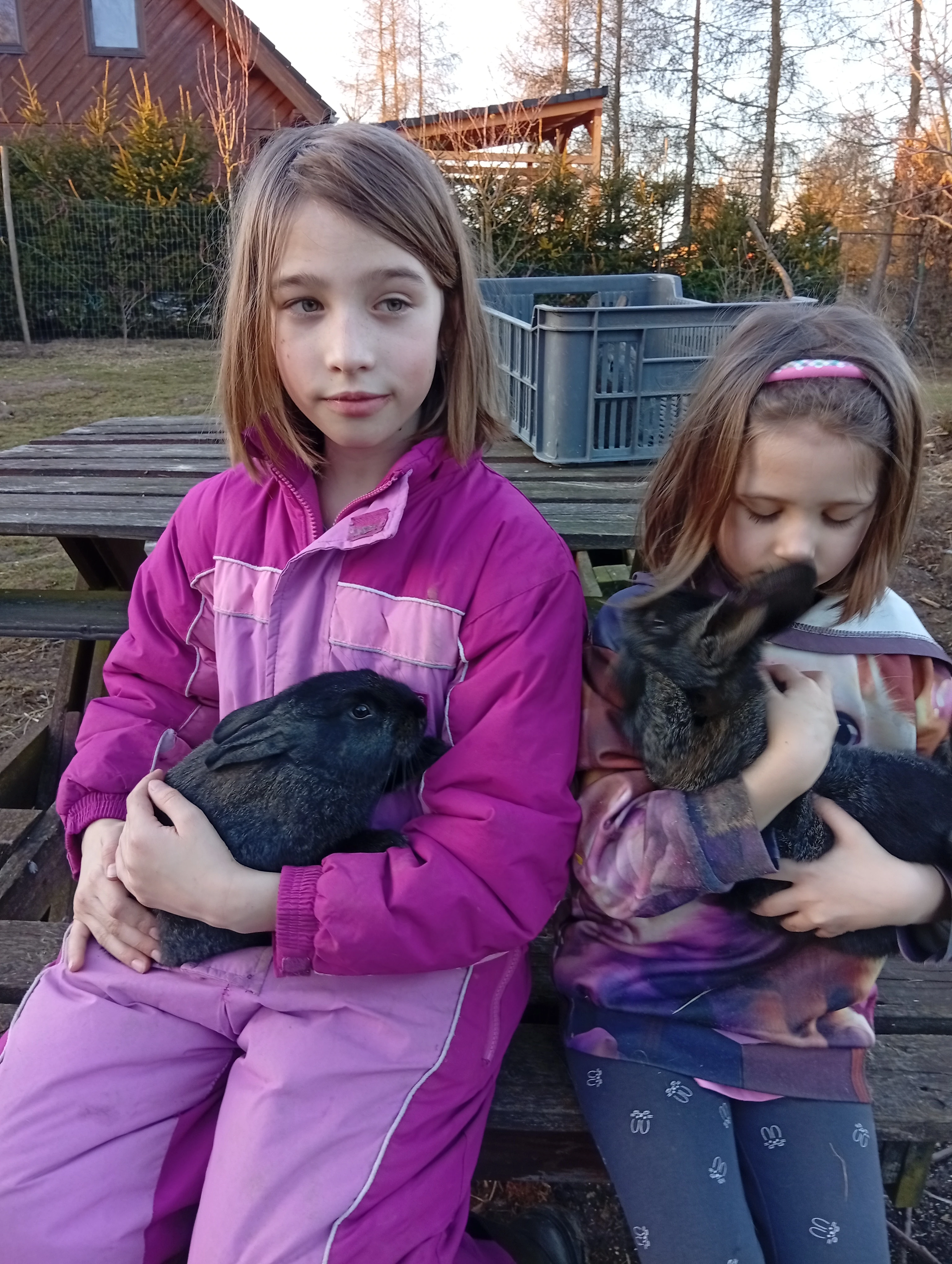 Nabízím 2 samce vídeňský x  činčila velká