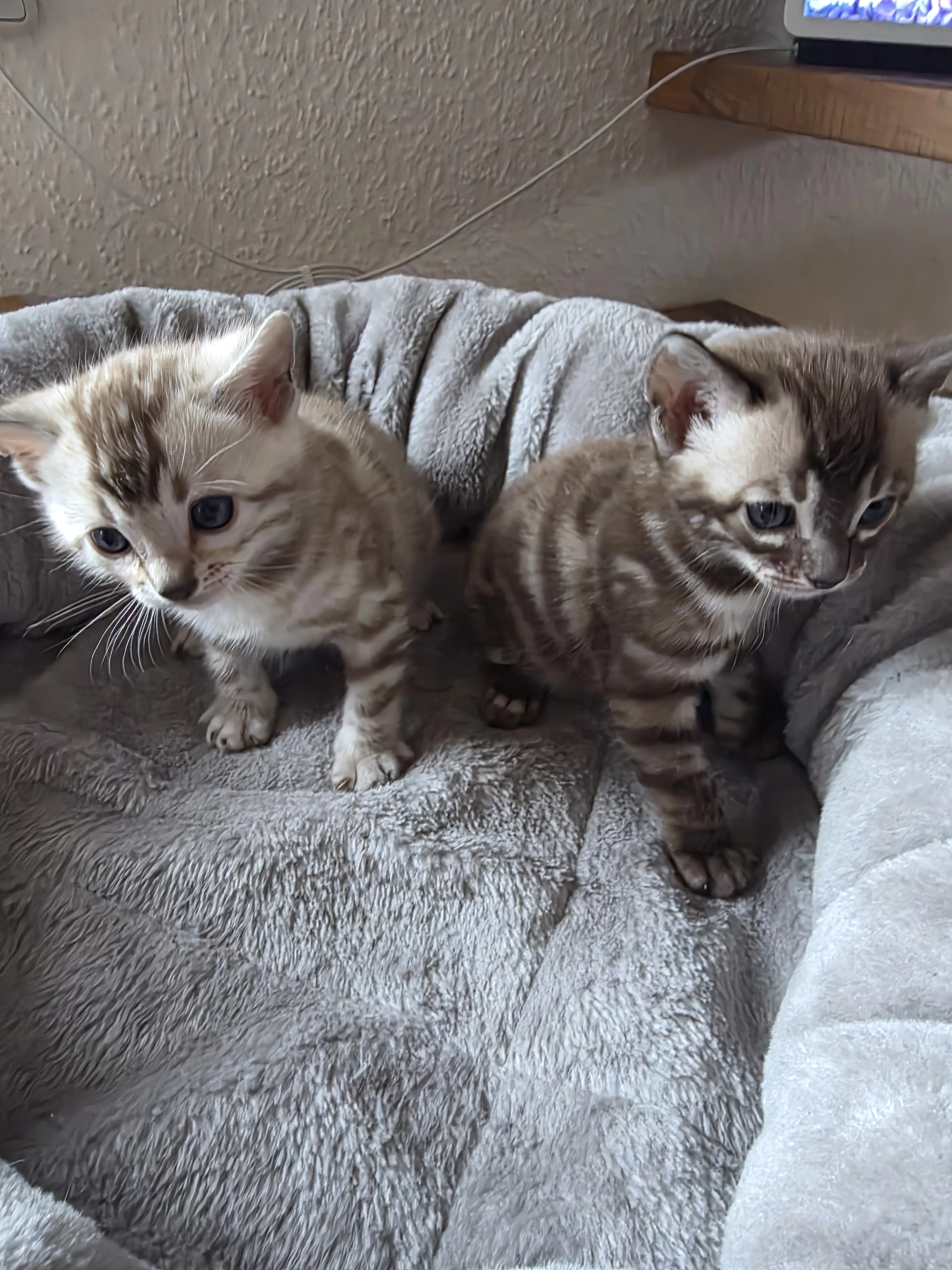 Bengálská koťata s PP