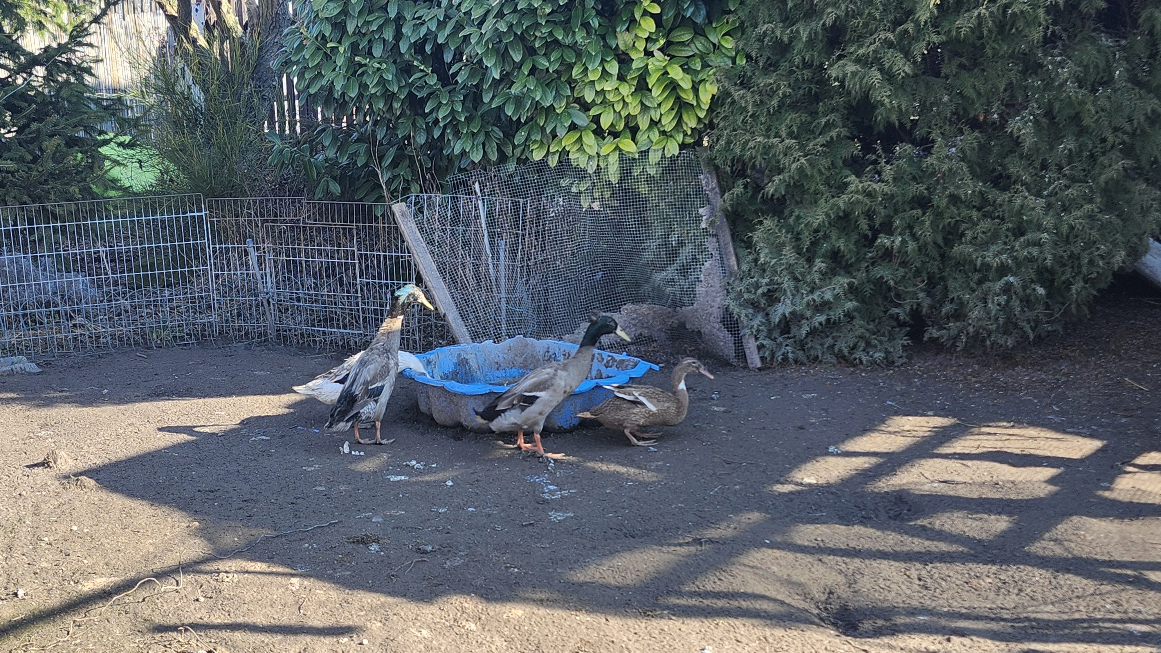 Páry indických běžců