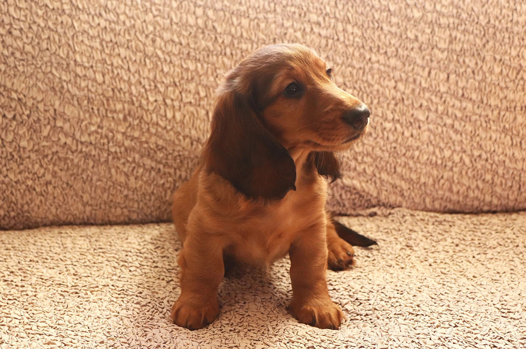 Štěně trpasličí jezevčík dlouhosrstý s PP