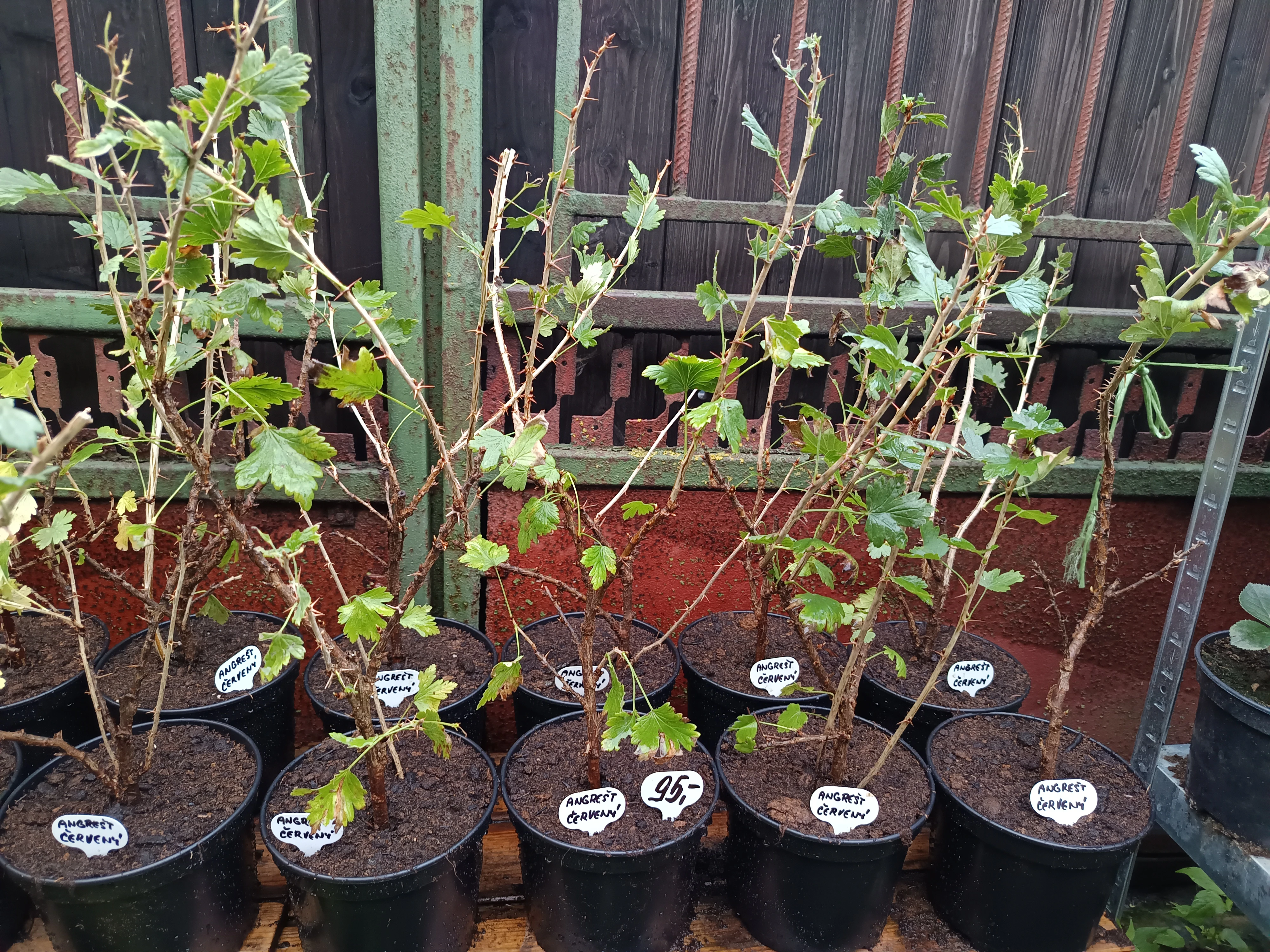 Angrešt keřový červený a bílý