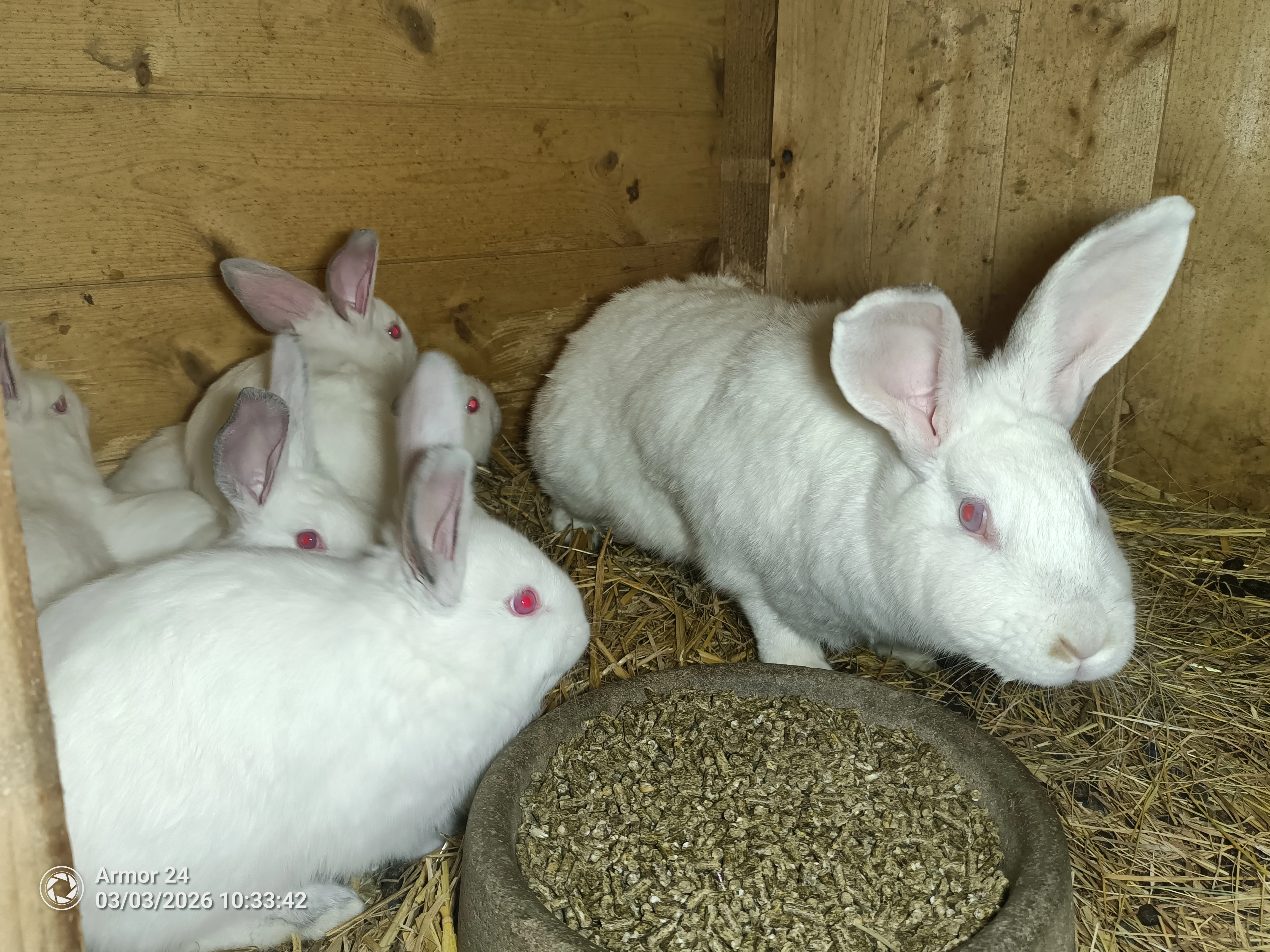 Chovná samice Hyla  5 mladých