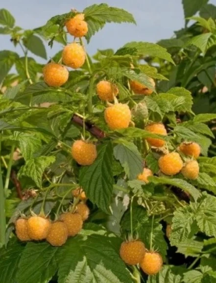 Maliník žlutý golden bliss