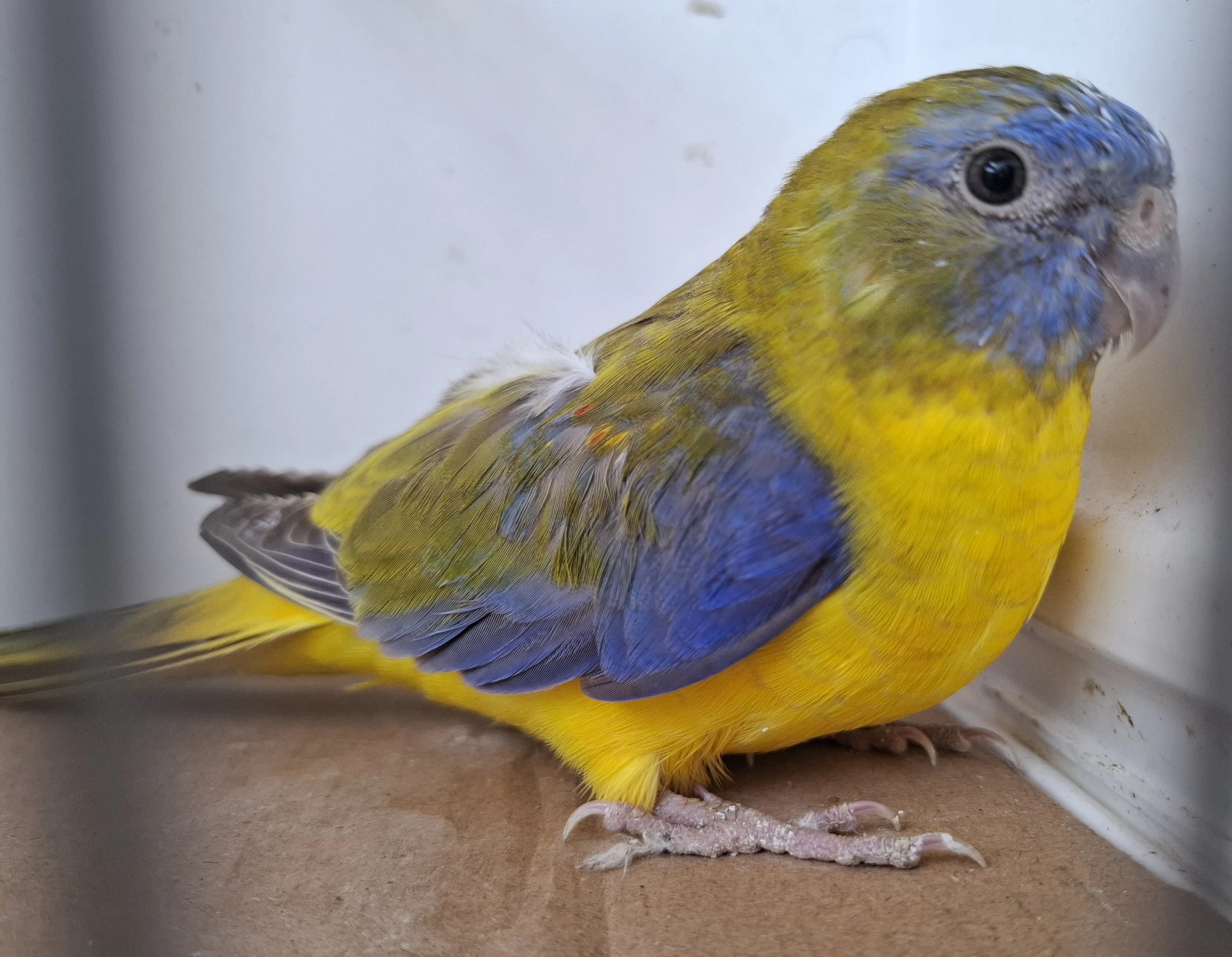 Neoféma tyrkysová žltobruchá