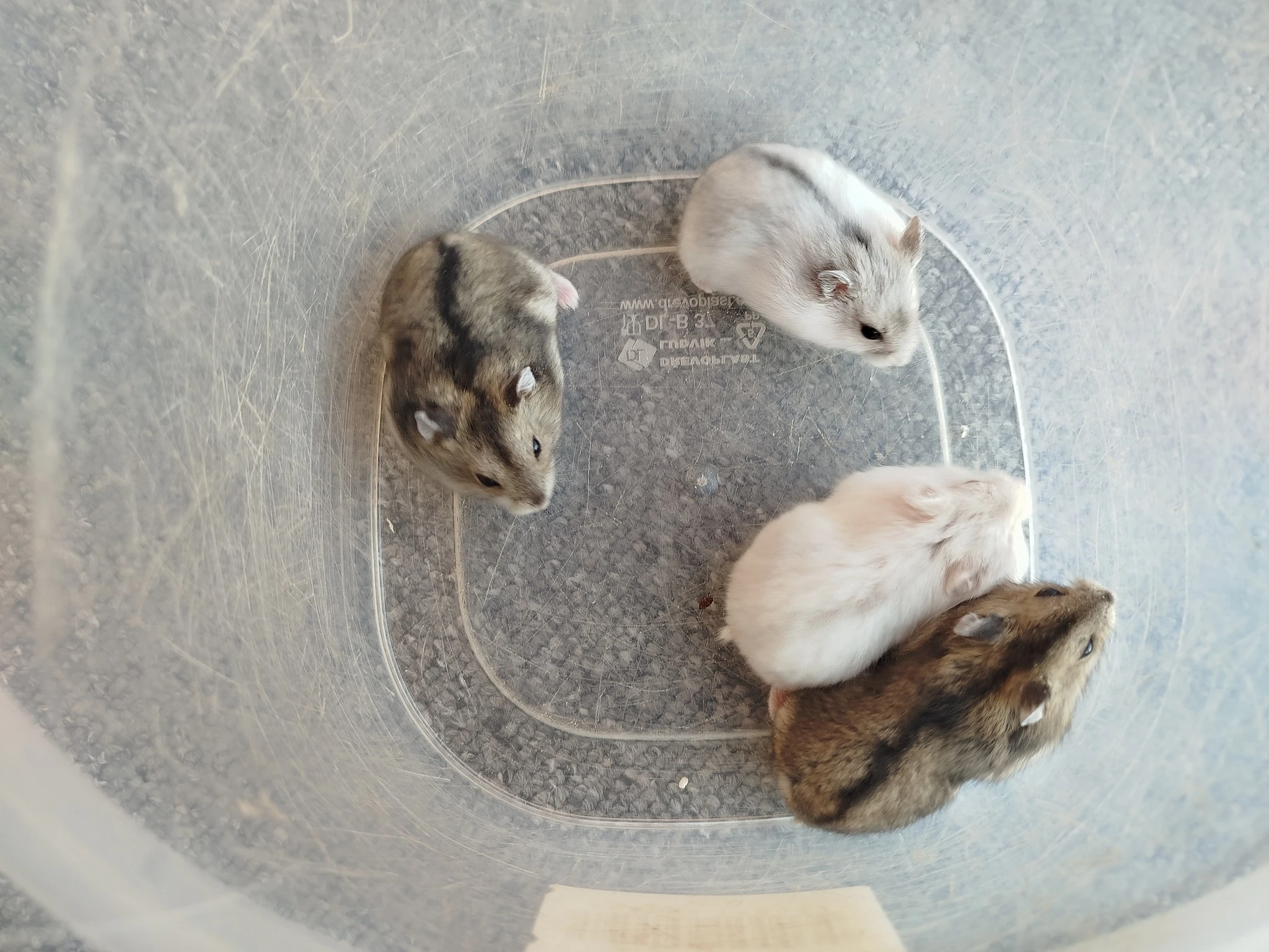 Křečík džungarský