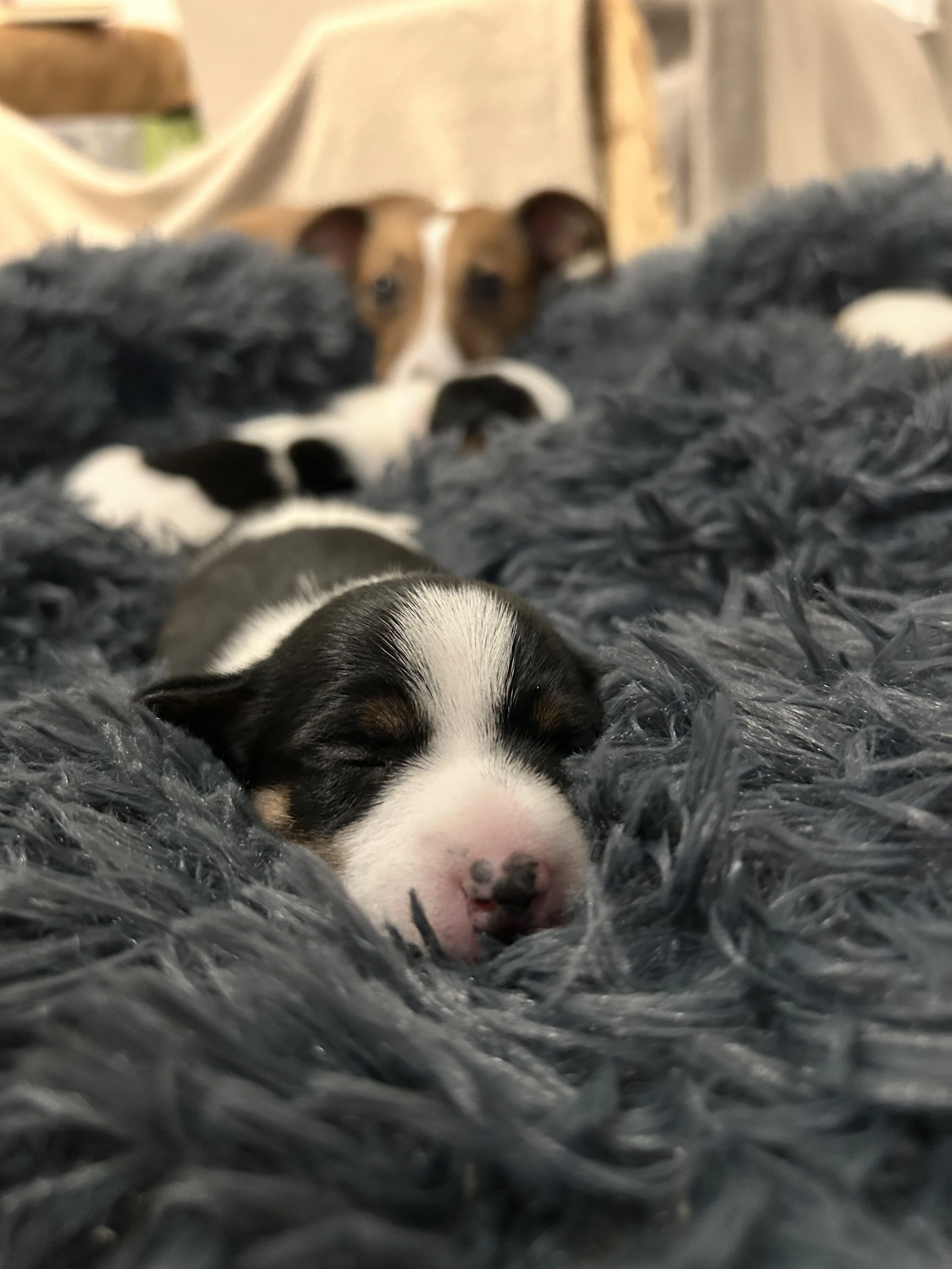 Štěňátka Jack Russell k rezervaci