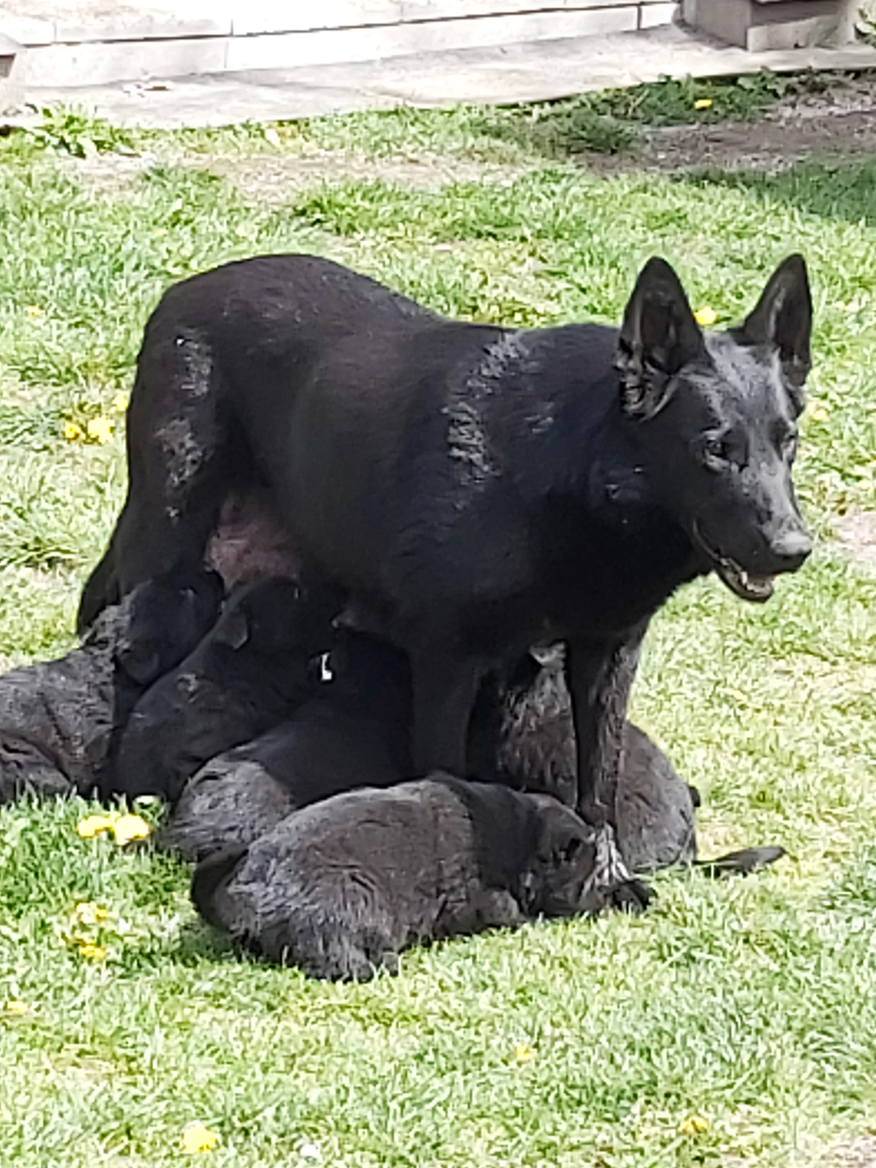 Štěňata celočerna NO