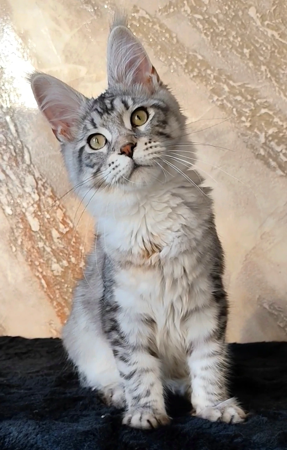 Mainský mývalí kocourek s PP