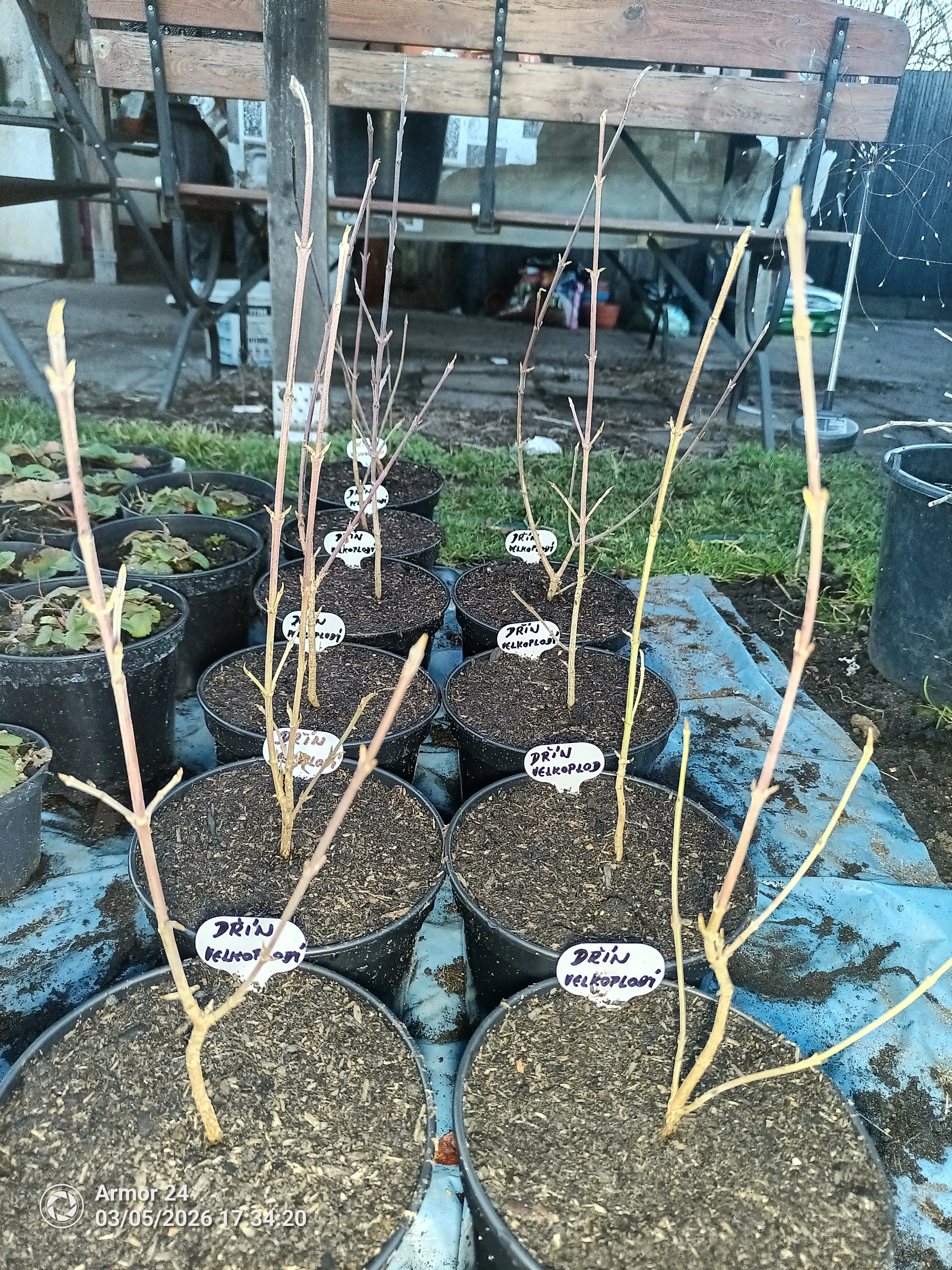 Jedlý medový Dřín velkoplodý