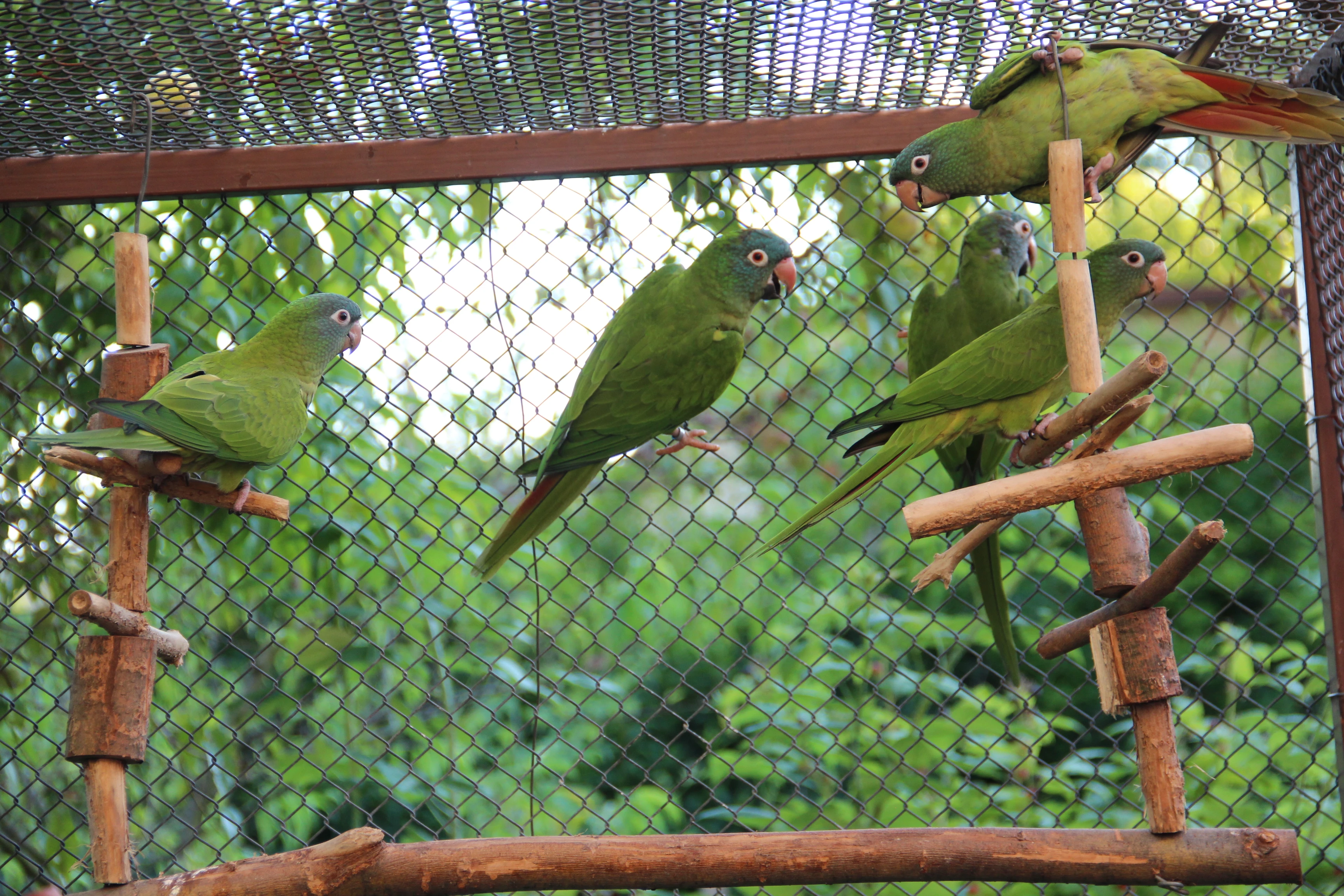 Aratinga dlouhoocasy samci 24