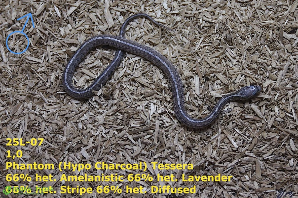 Užovka červená (P. guttatus) - Phantom Tessera