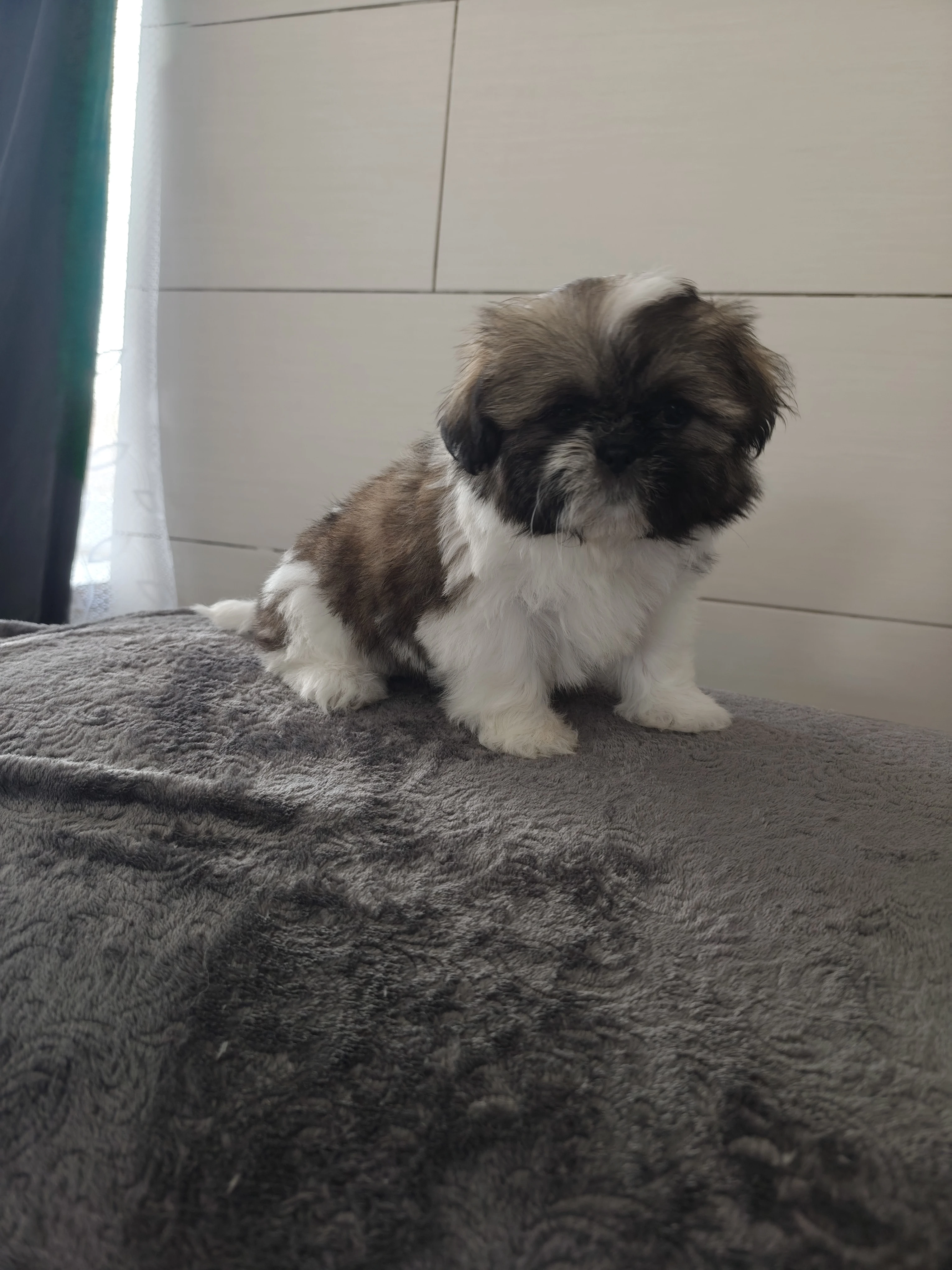 Shih tzu