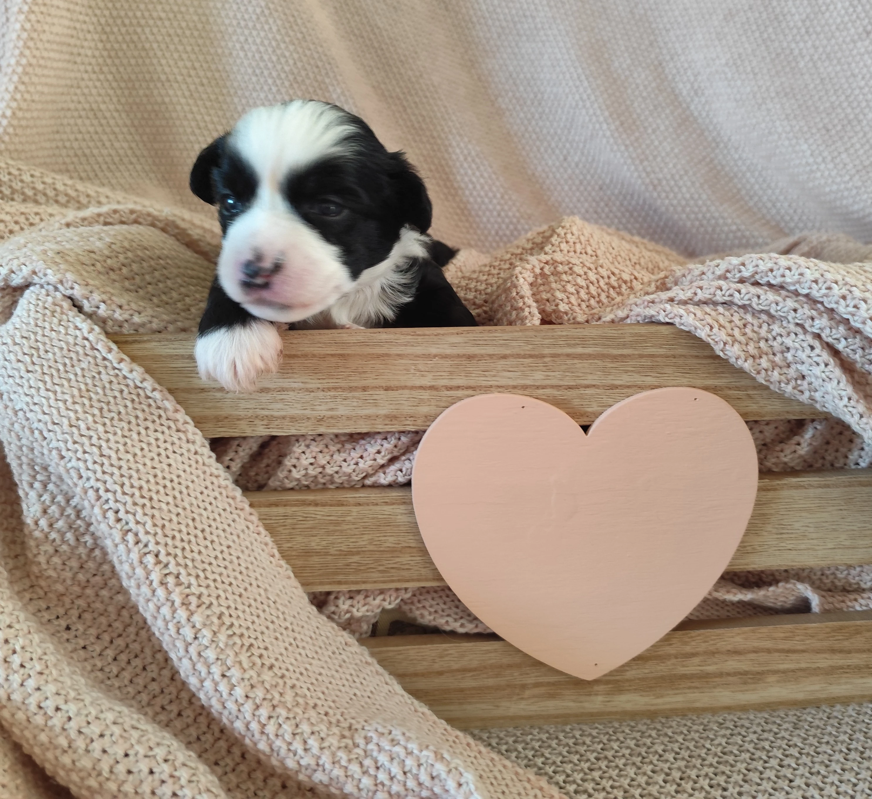 Štěňata čínského chocholatého psa