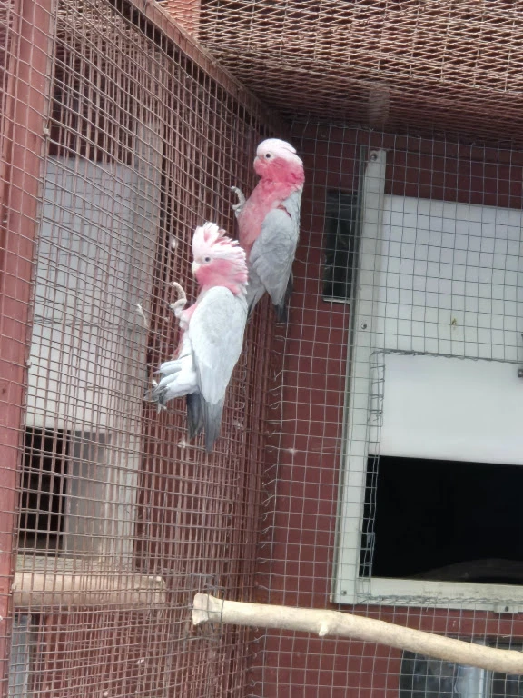 Kakadu růžový samec