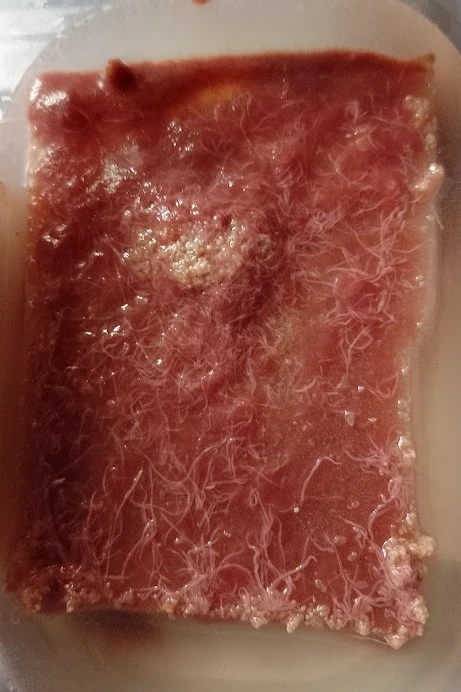 Izraelská nitěnka- Izya worm, násada na domácí pěstování