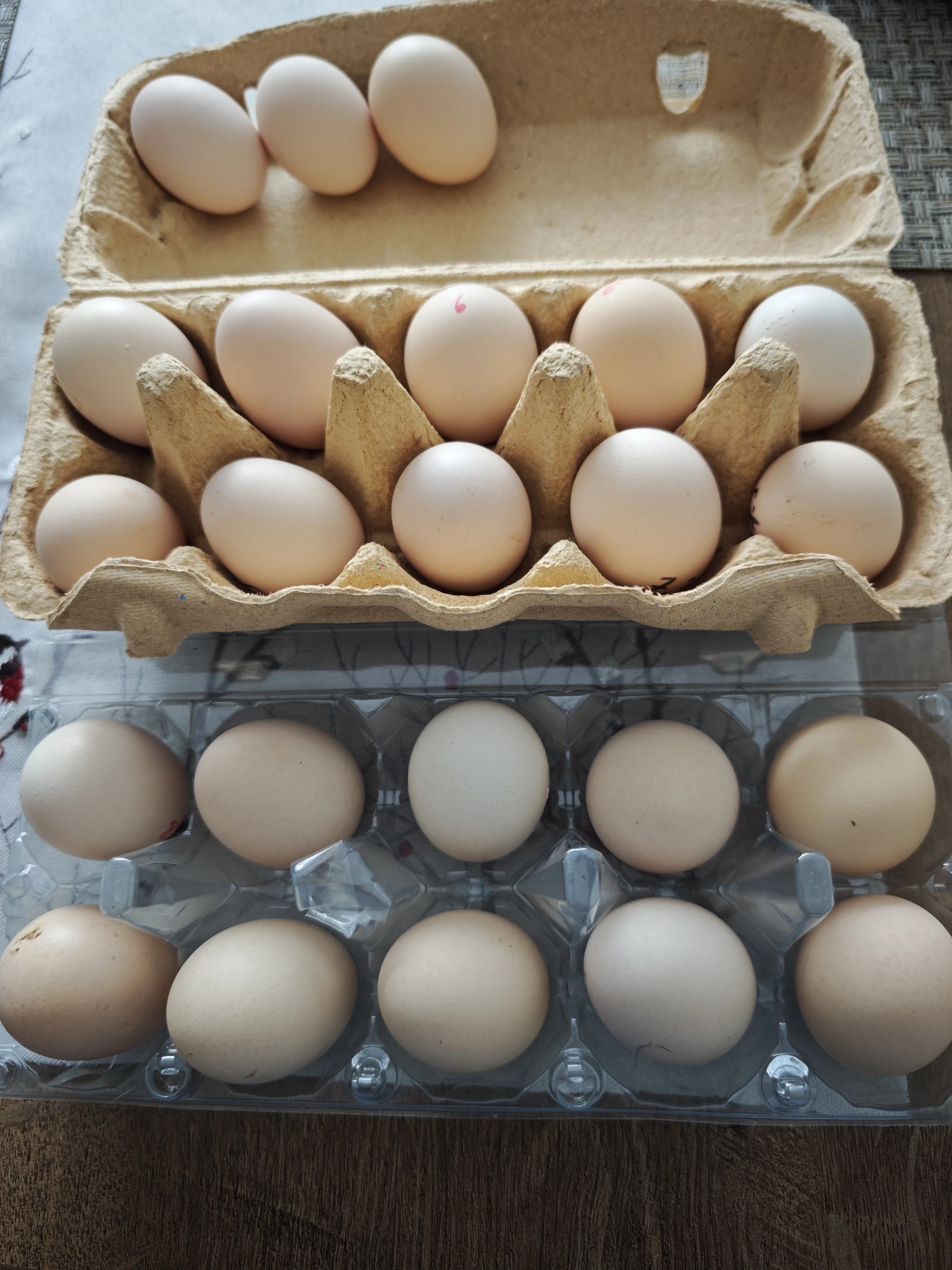 Násadové vajíčka americkej hodvábničky