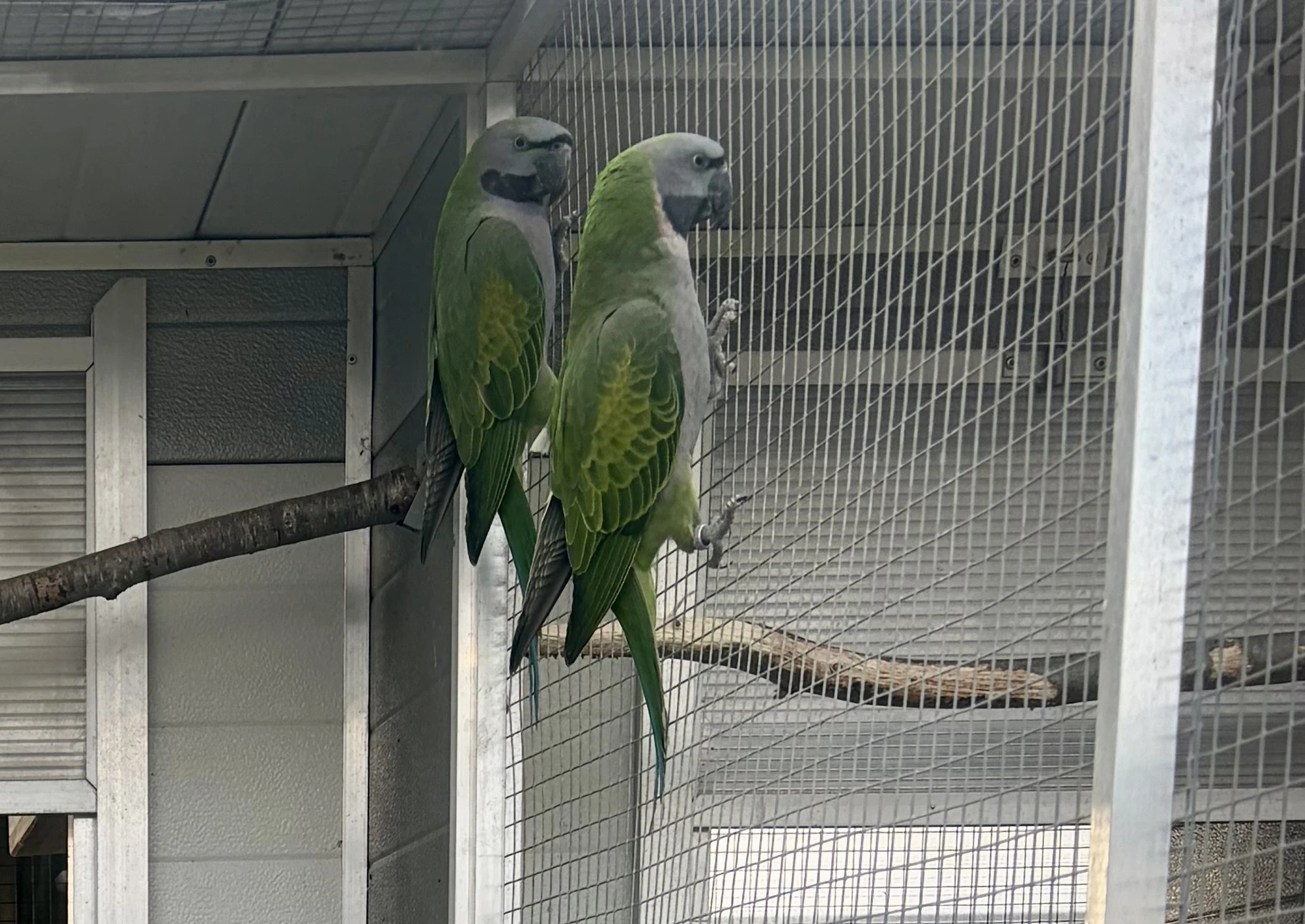 Mládě Alexandra Čínského