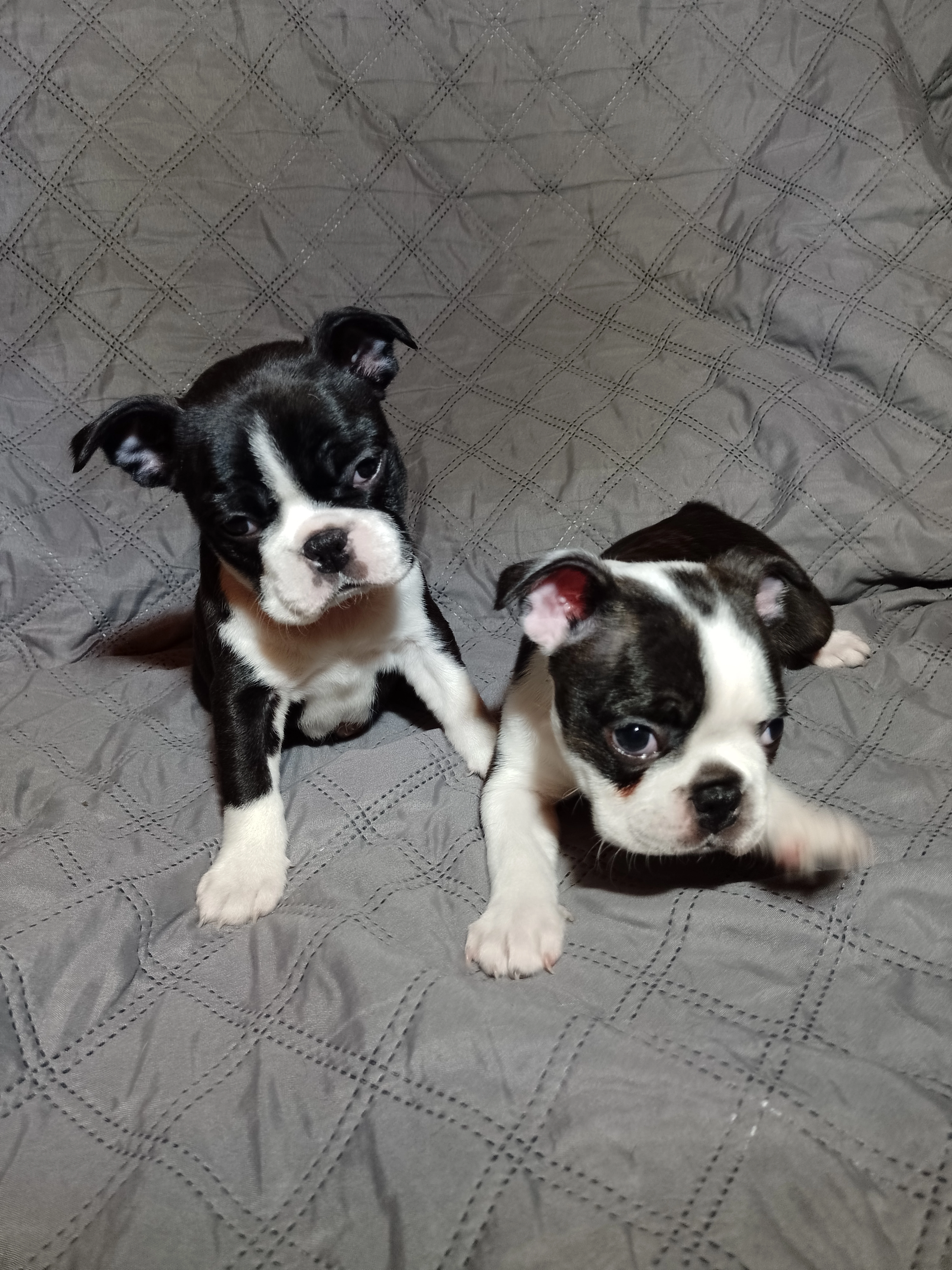 Bostonský teriér štěňátka s PP FCI