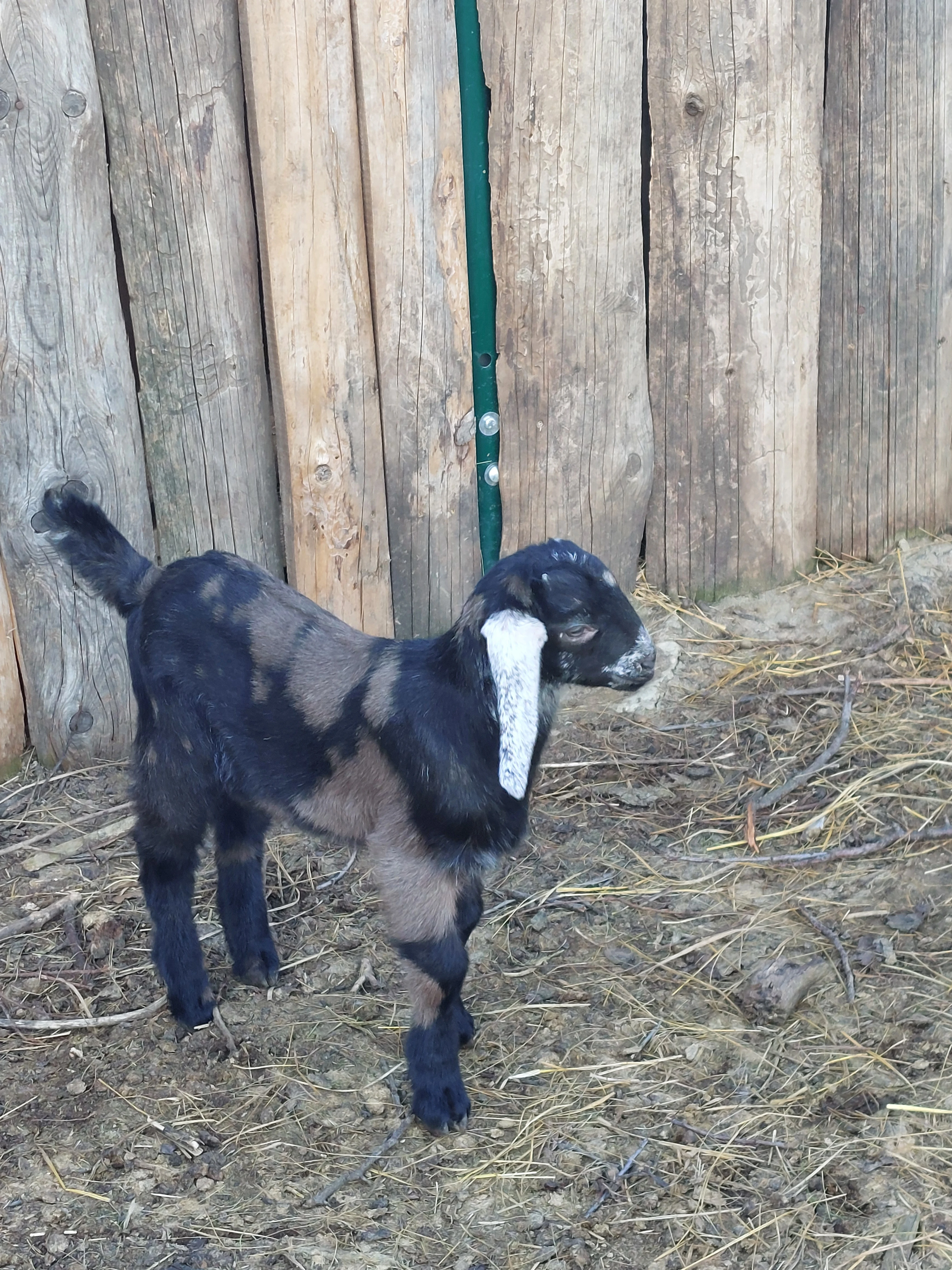 100% AN atraktivní kozlík