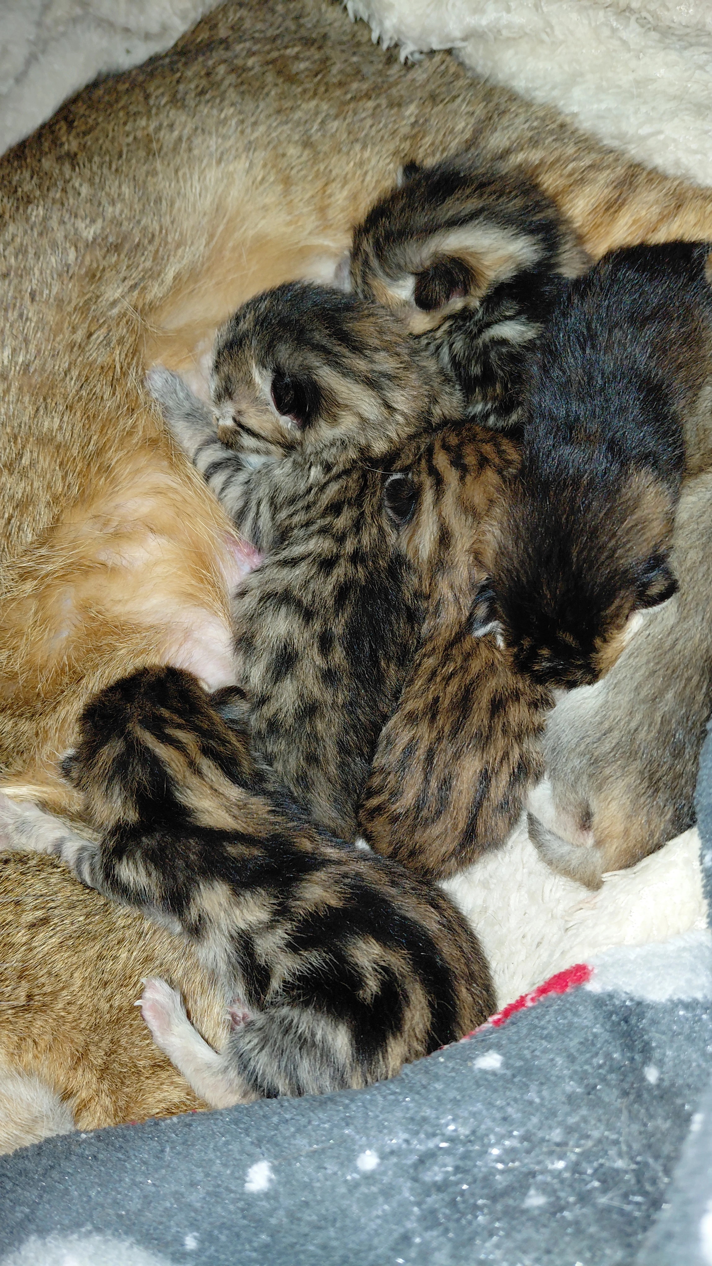 Kříženci habeška/bengal