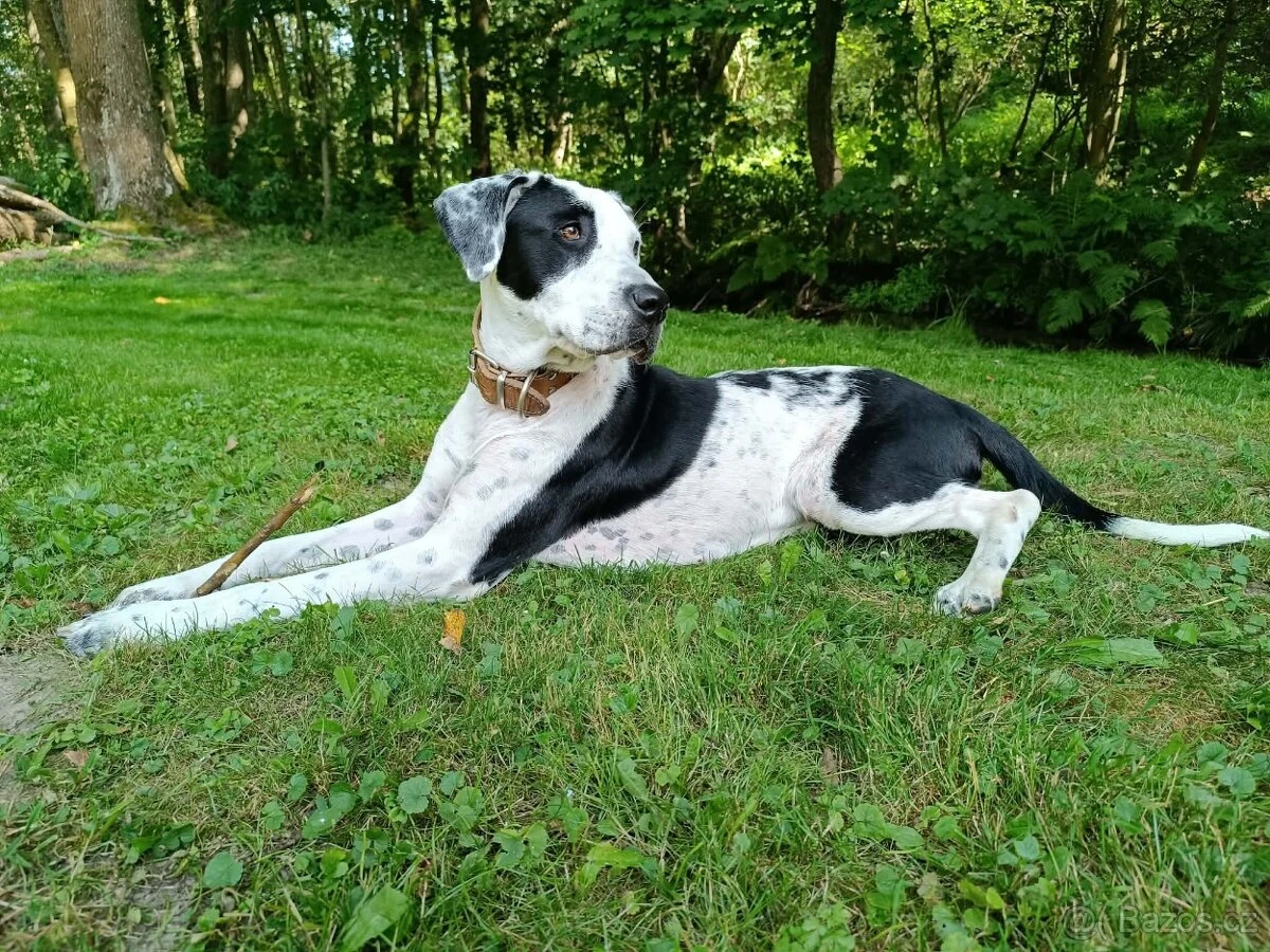 Hledame milujici domov pro uzasnou Joy