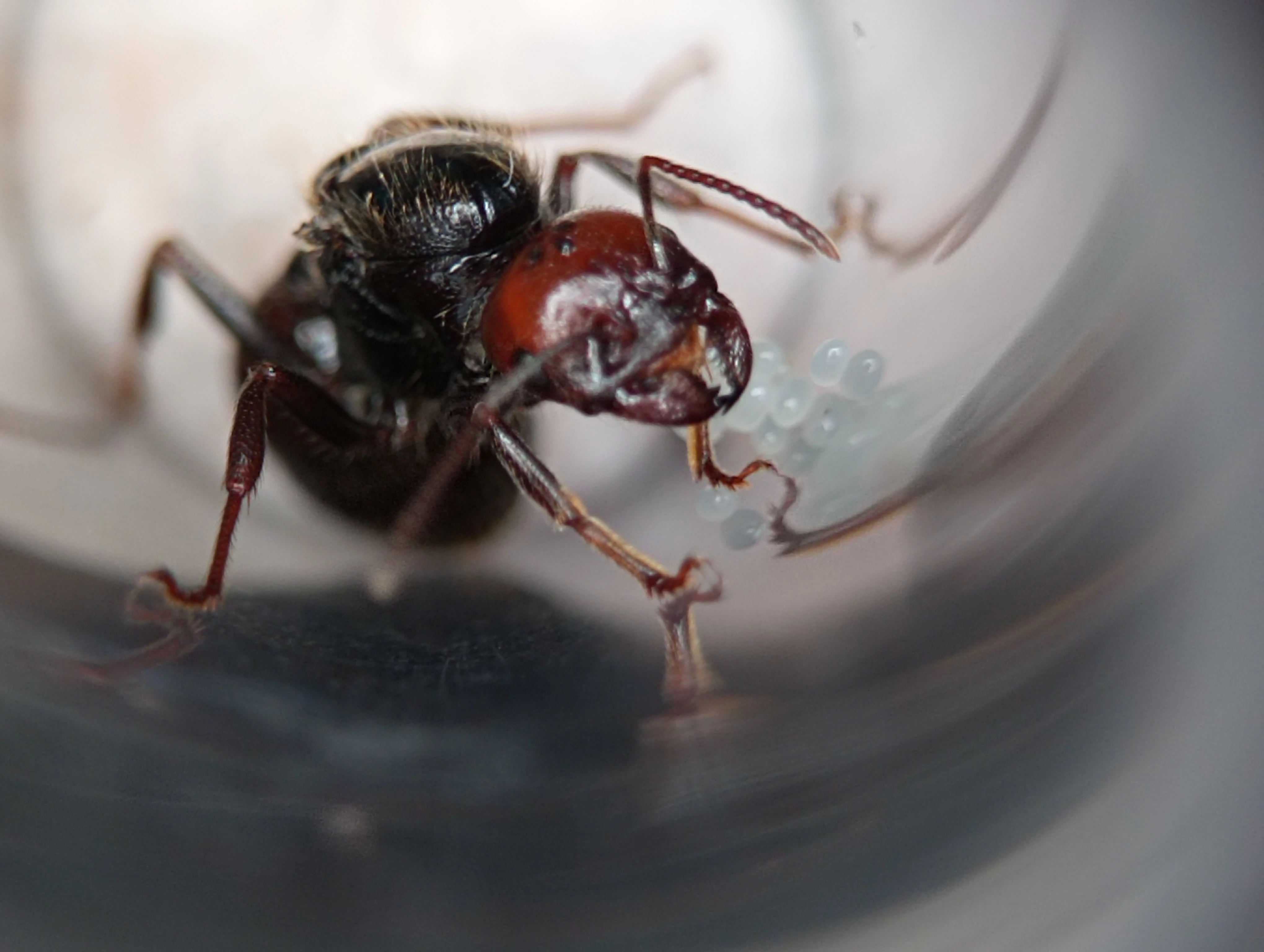 Messor barbarus (Mravenec zrnojed)