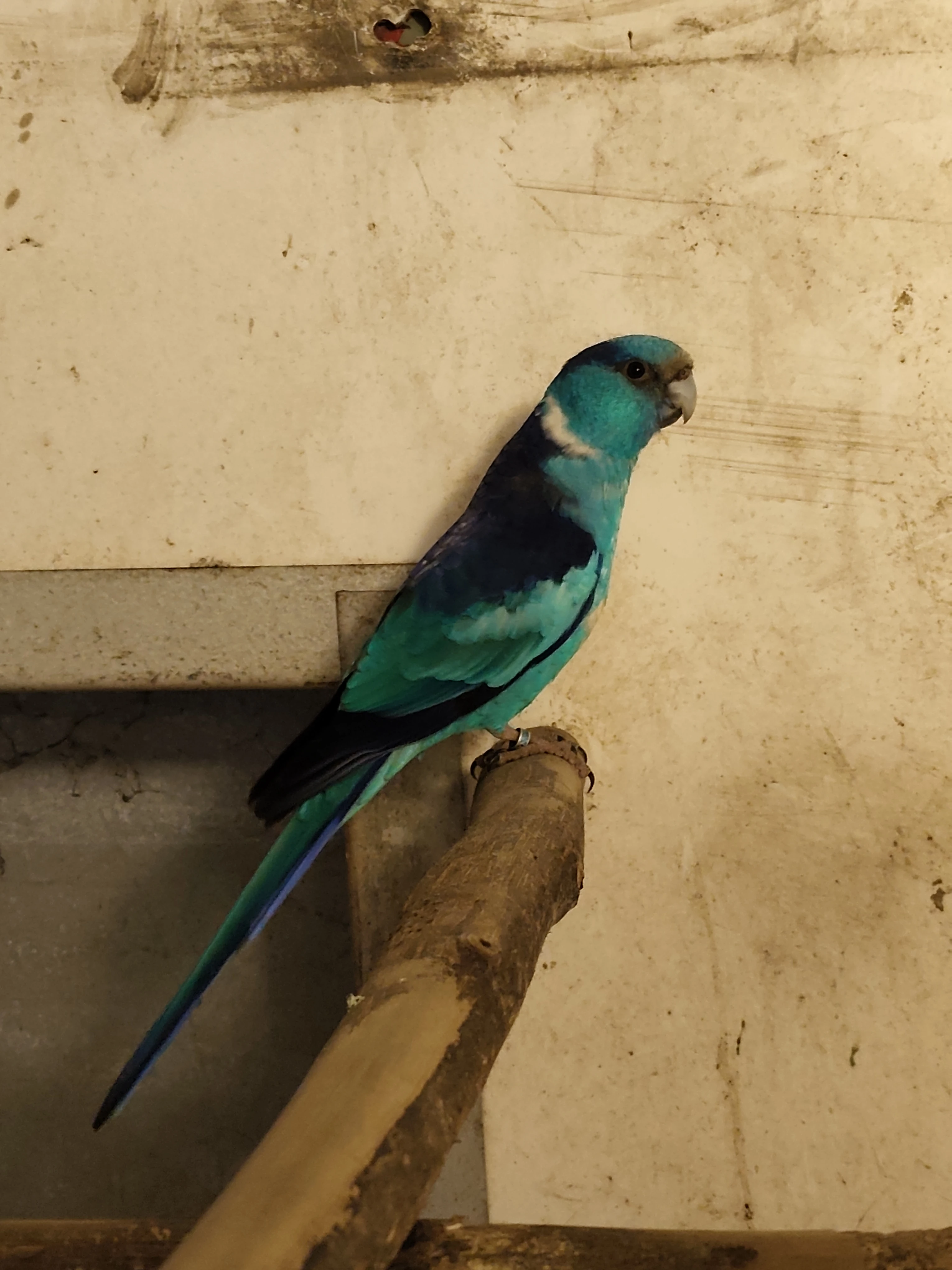 Koupím Barnard a Pap. Rudobřičhý