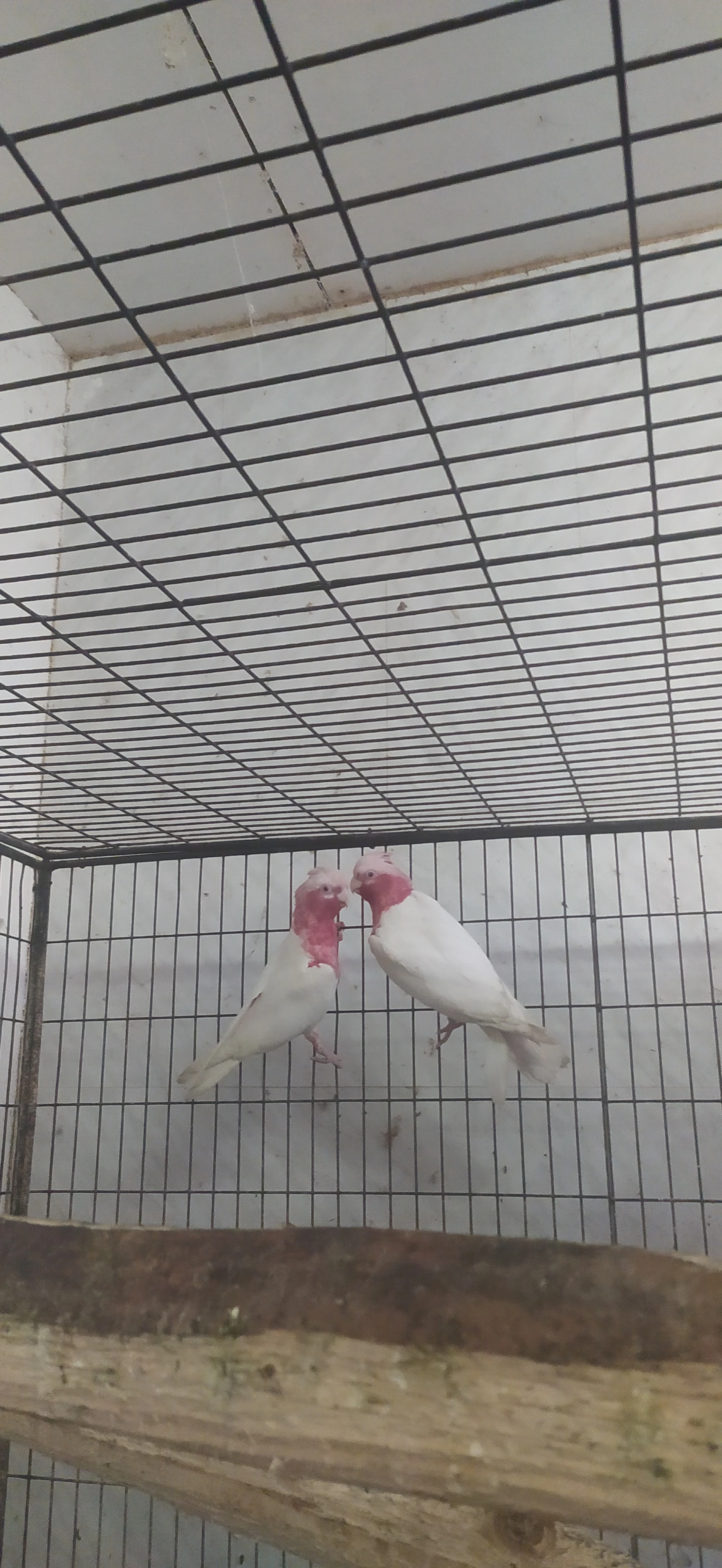 Kaskádu růžový,lutino