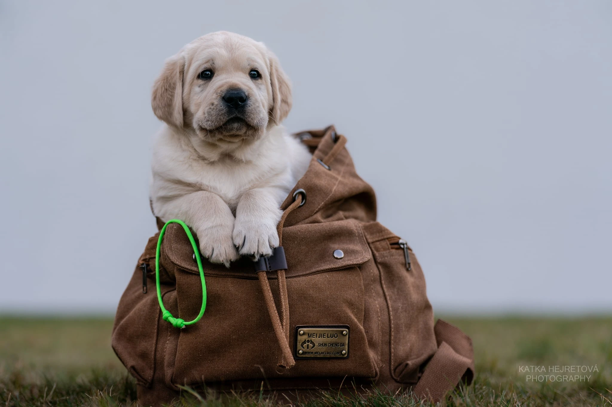 Nabízíme posledního volného chlapečka/ available puppy