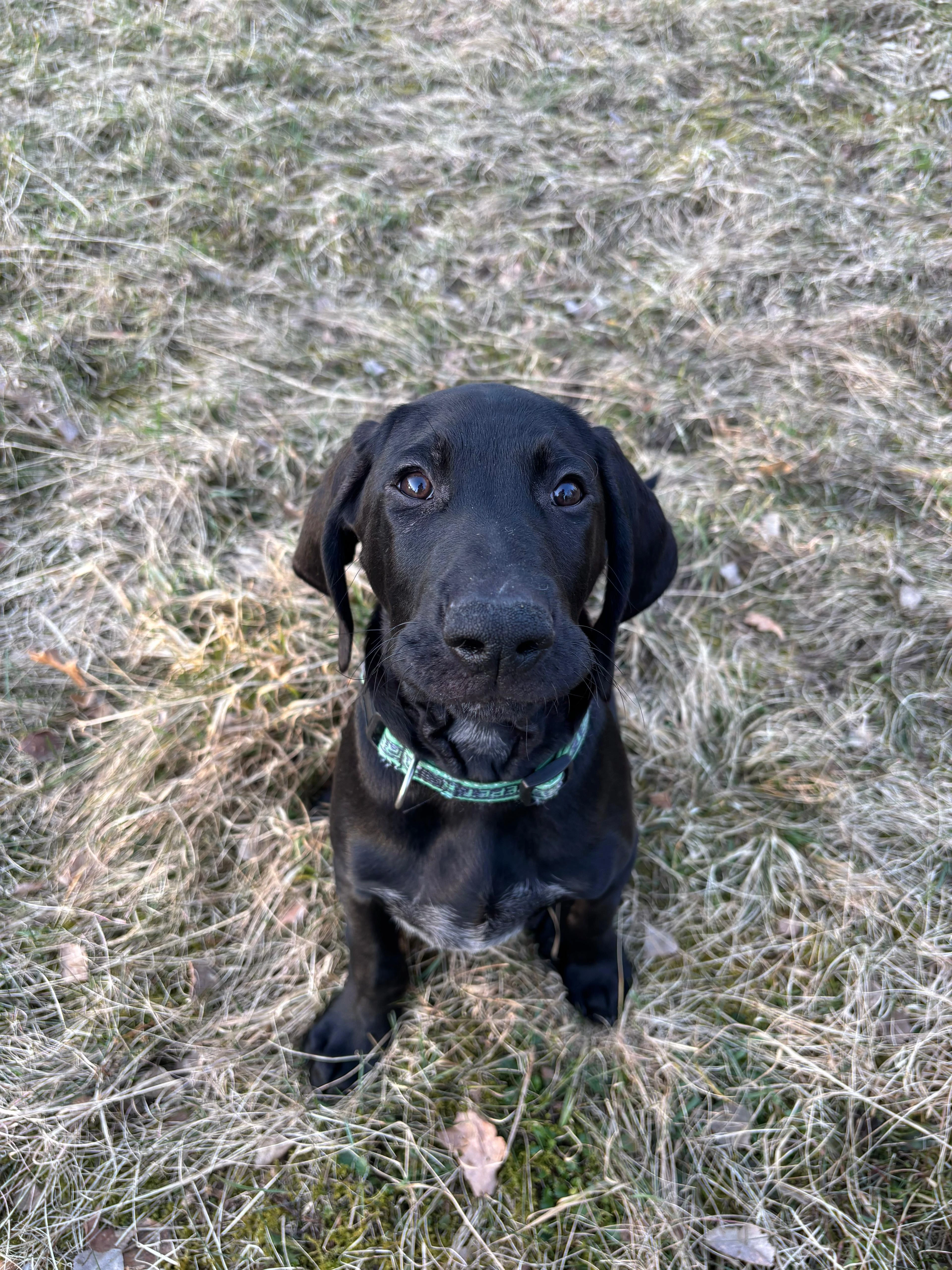 Německý ohař krátkosrstý s PP