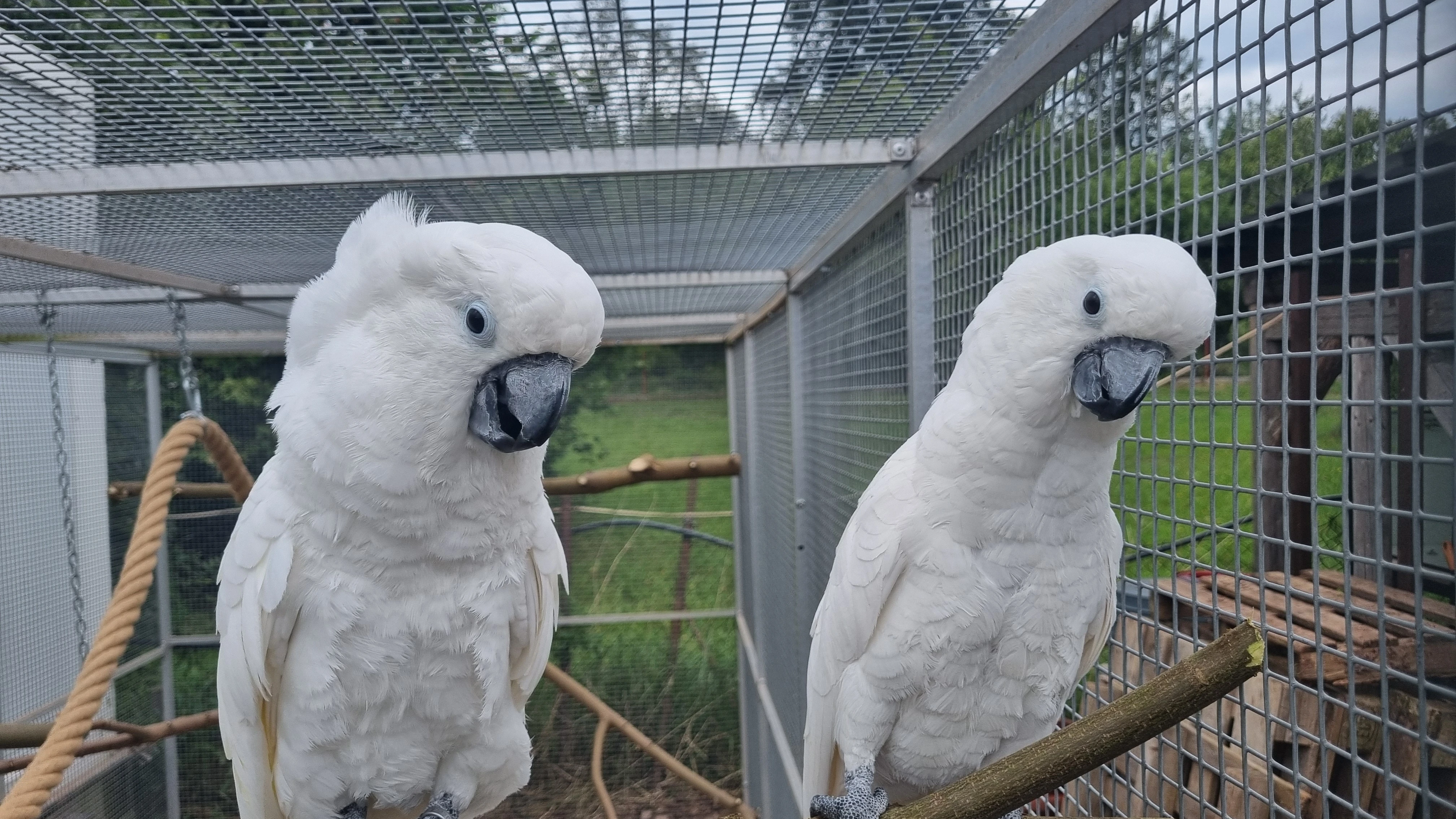 1.1 Cacatua Alba (Kakadu bílý) pár 2021/2022