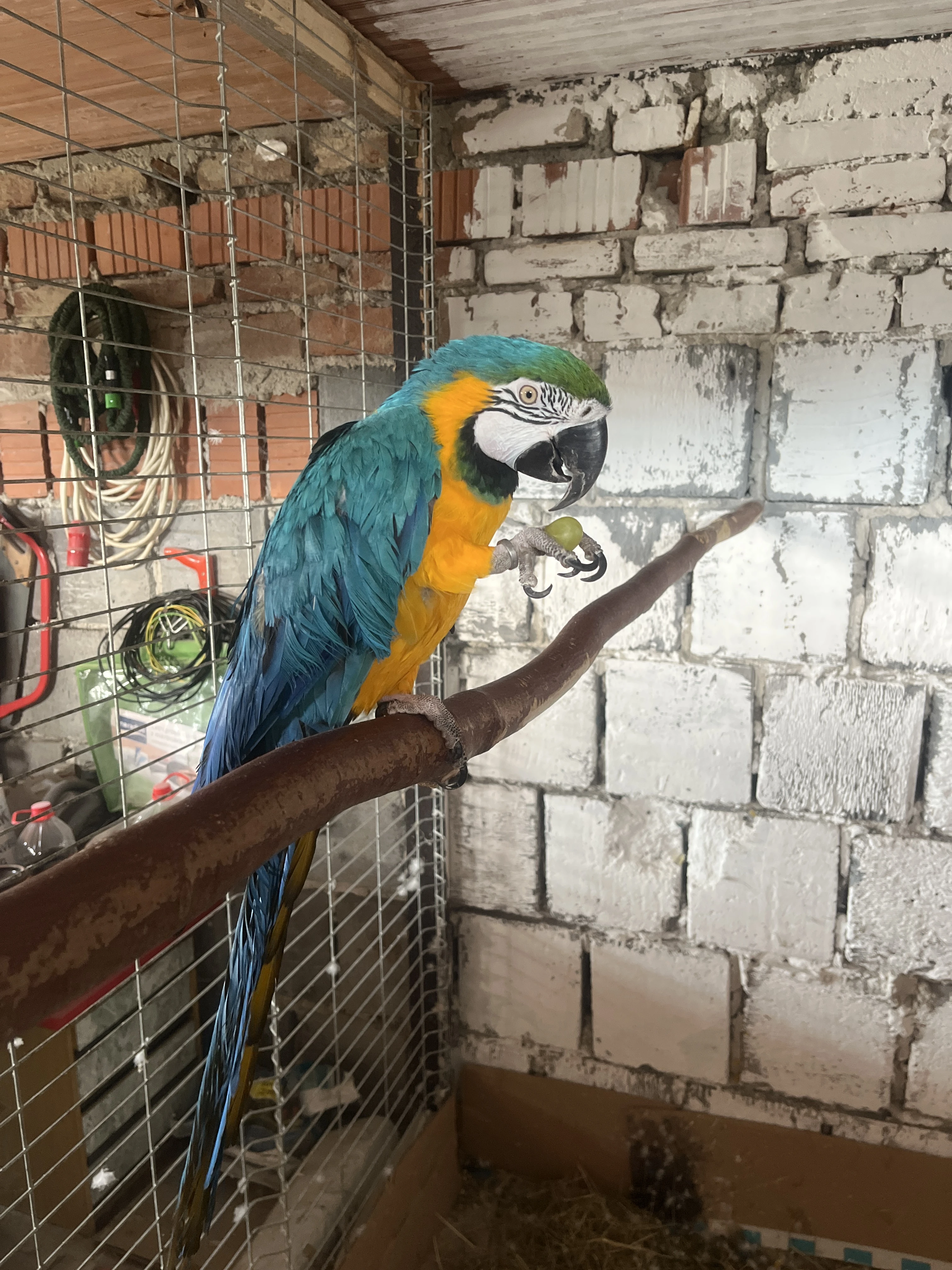 Ara ararauna prodám