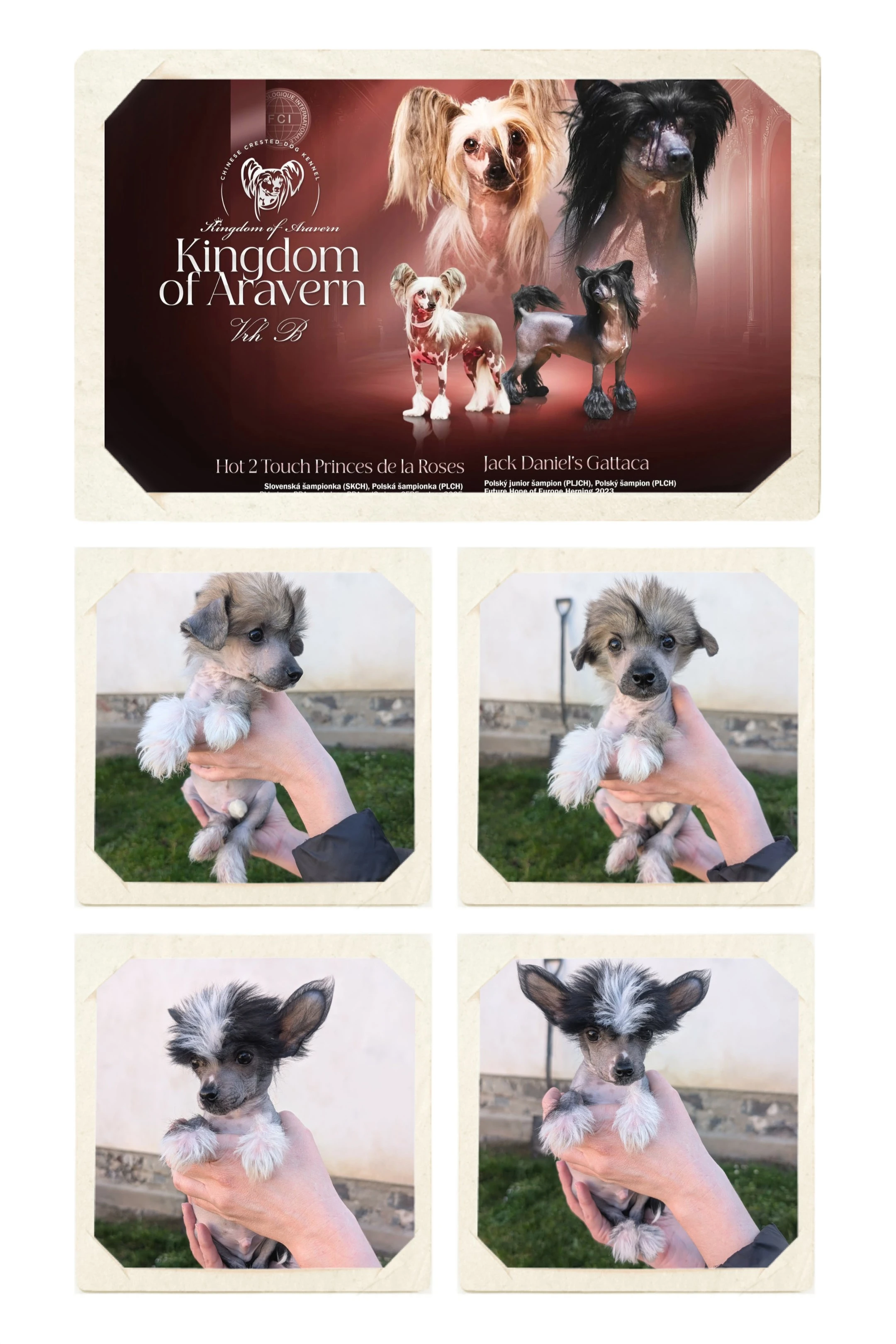 Štenatka k rezervaci čínsky chocholatý pes