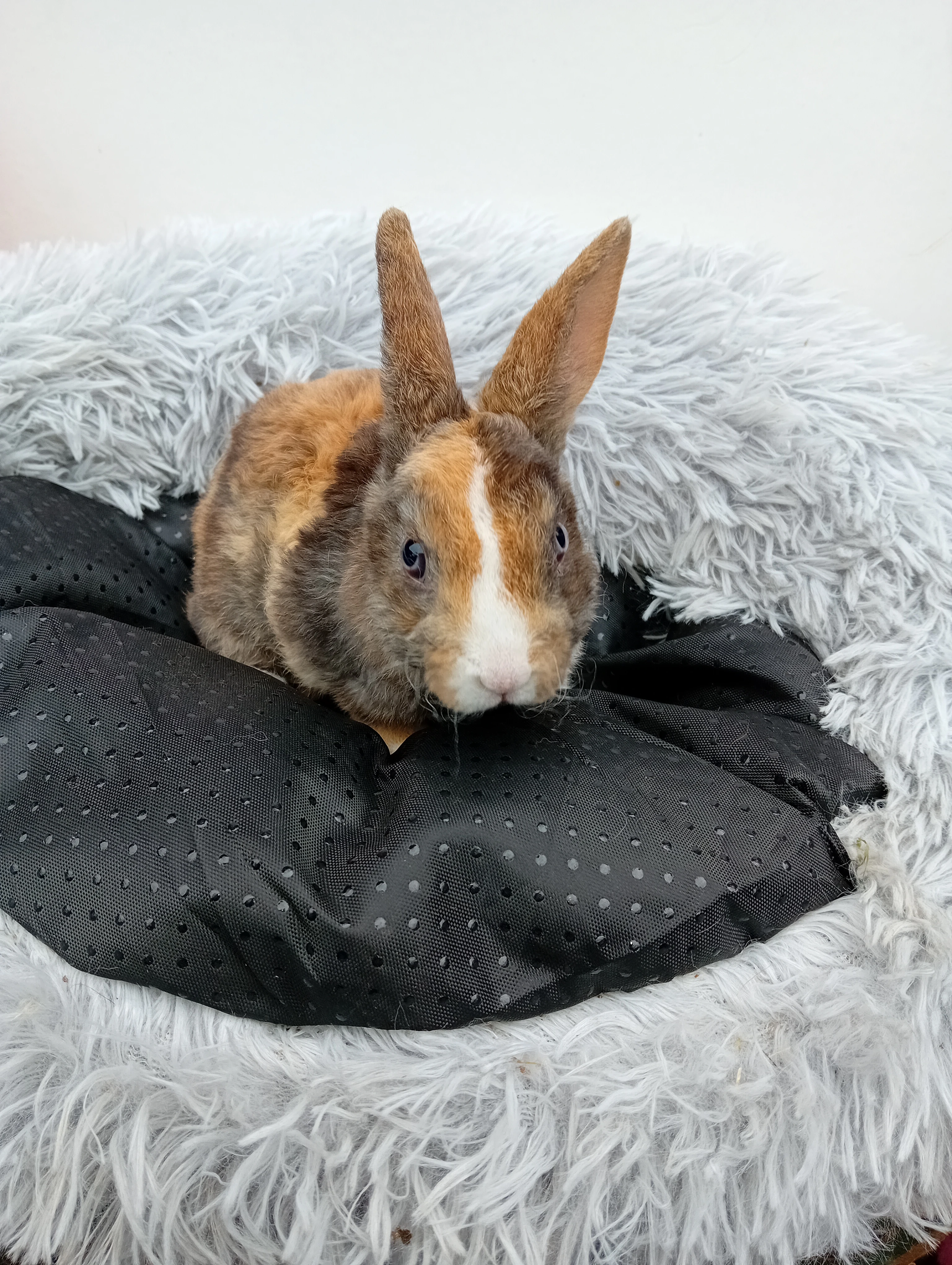 Zakrslý králíček I1