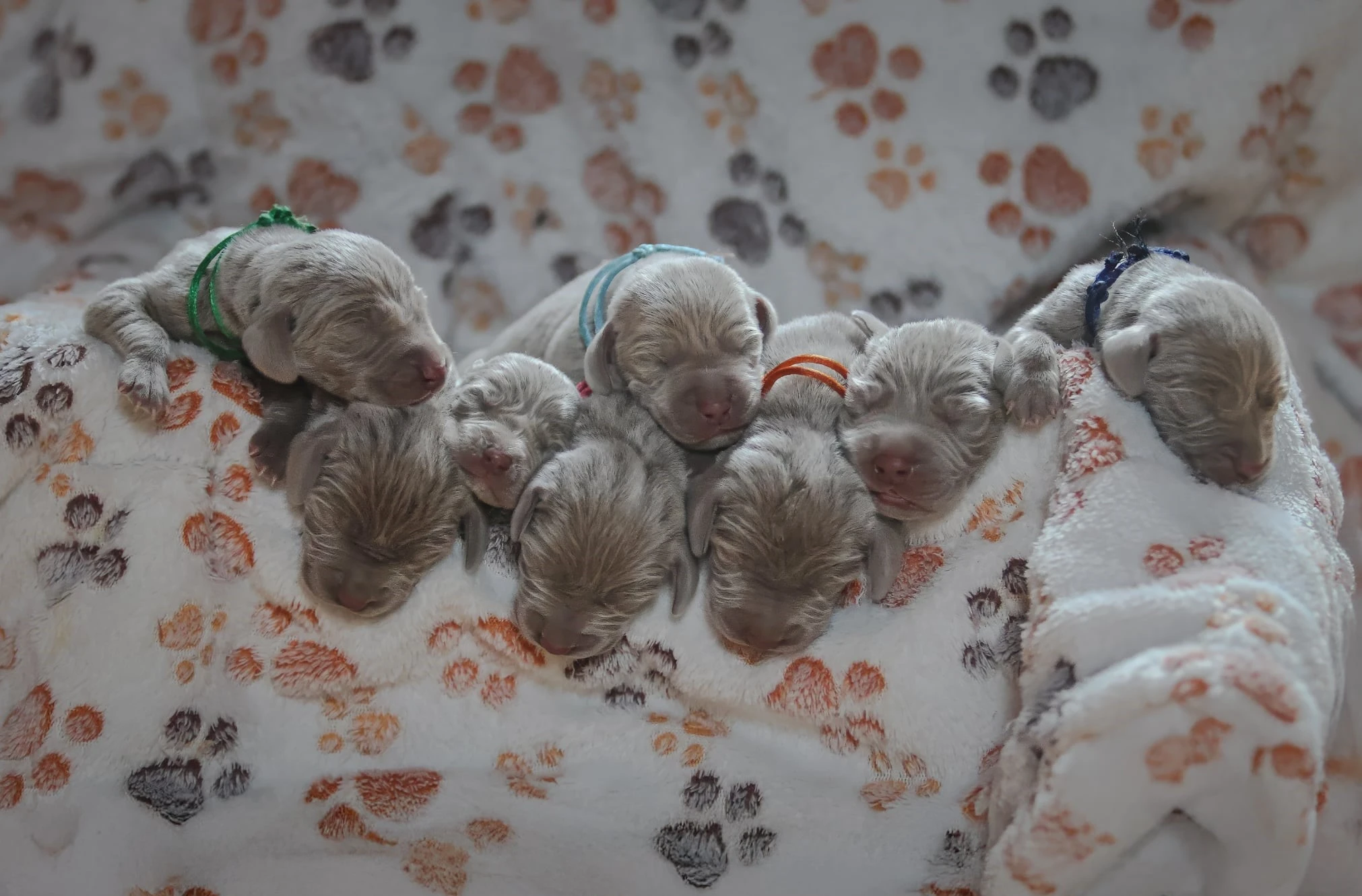 Výmarský ohař - poslední dva volní pejsci vrh S CHS Šedý lovec