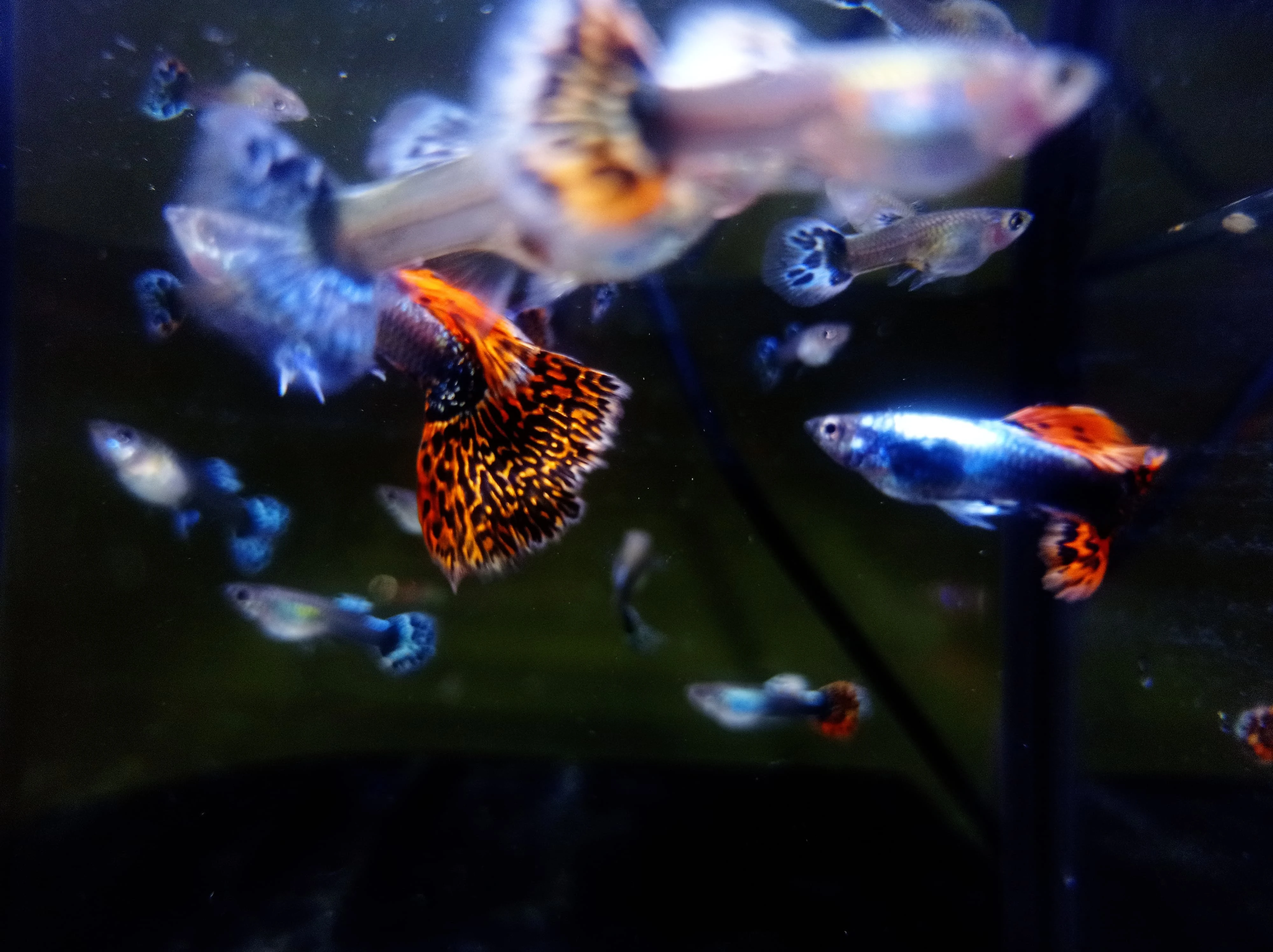 Poecilia reticulata - Red Mosaic Dumbo Ear