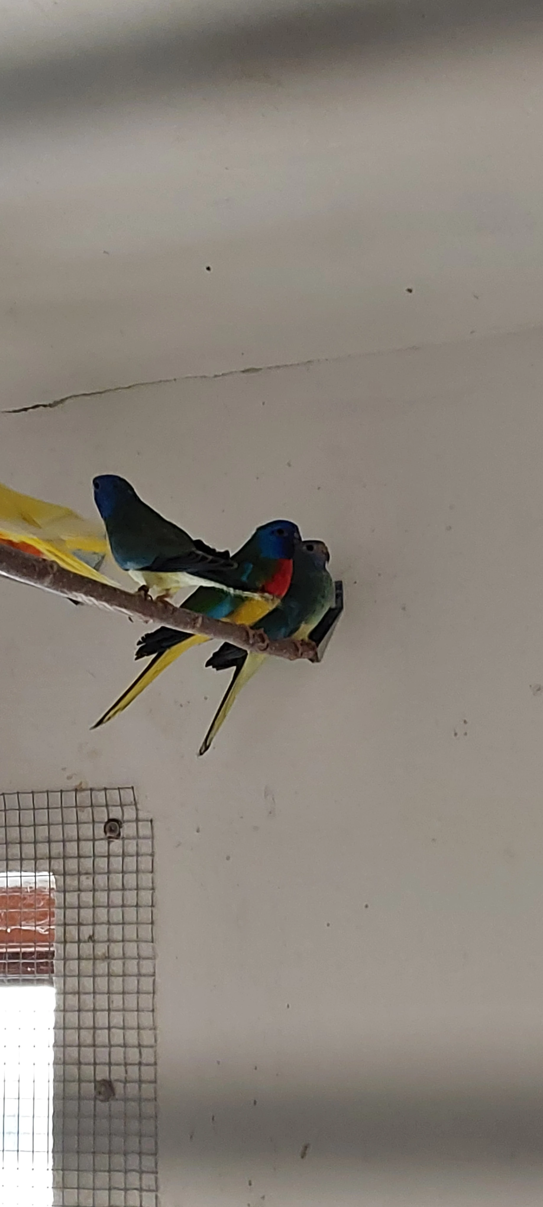 Neoféma modrohlavá