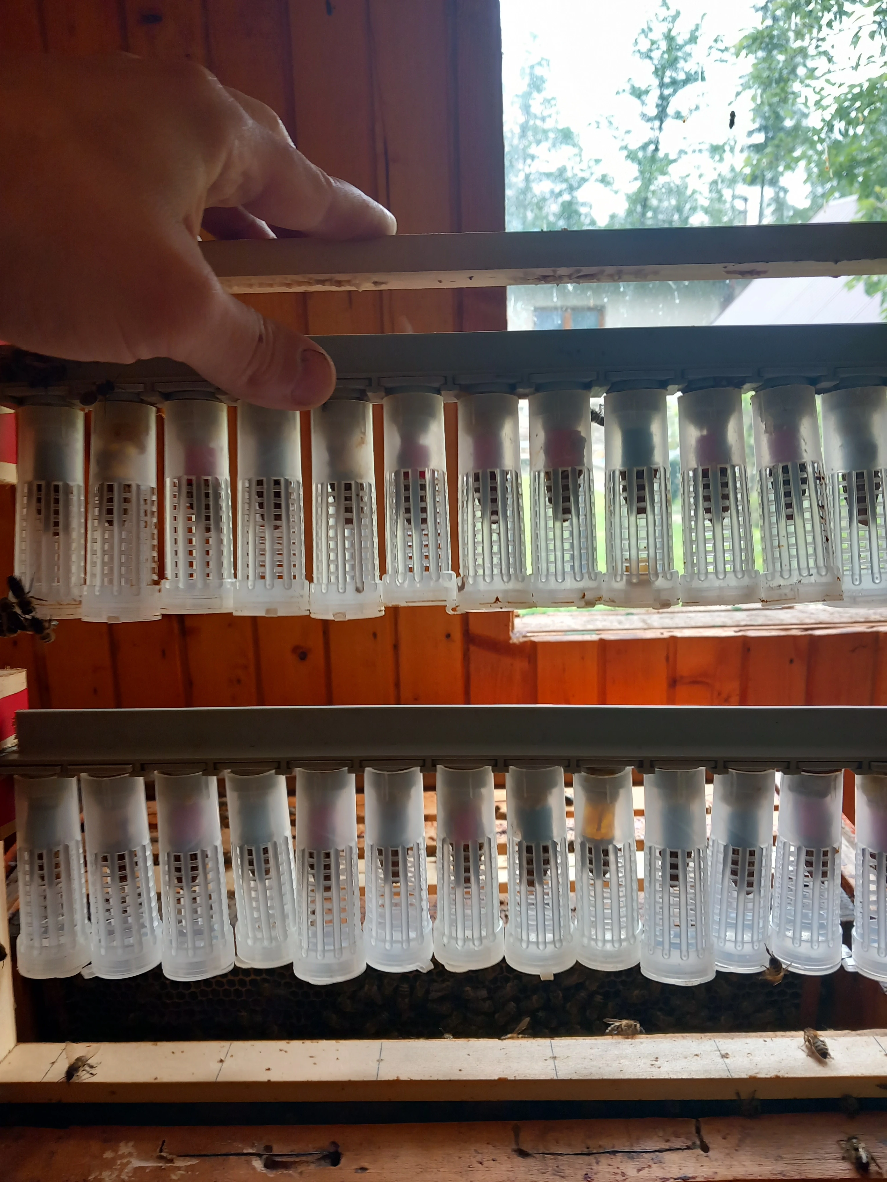 Včeli matky Singer F-1 2026 původ Rakousko