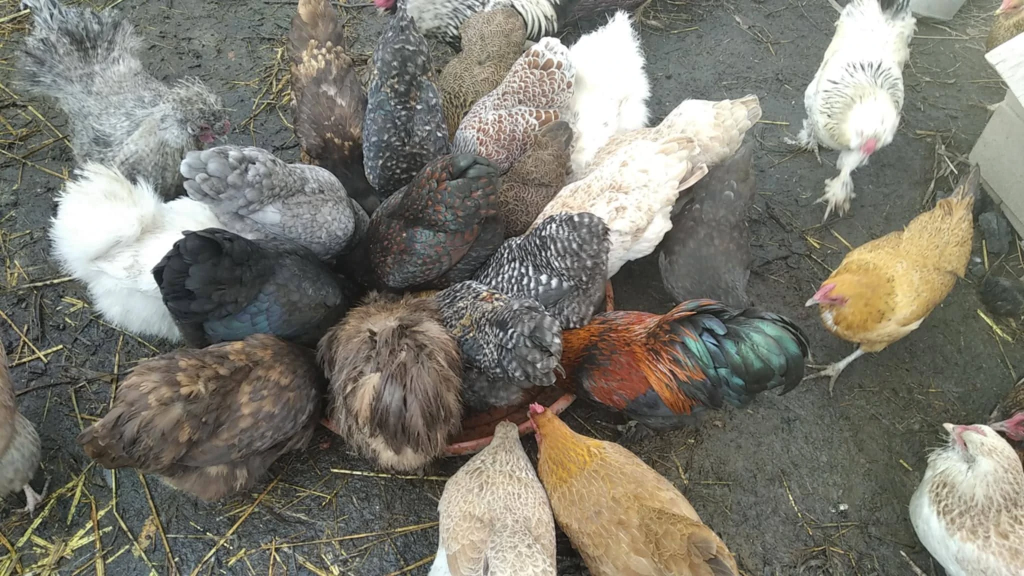 Prodám násadová vajíčka