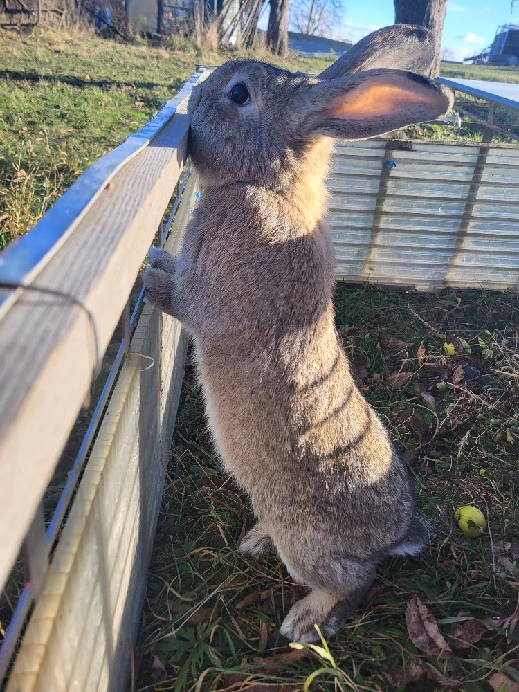 Králíka na mazlíka či vypásání trávníka