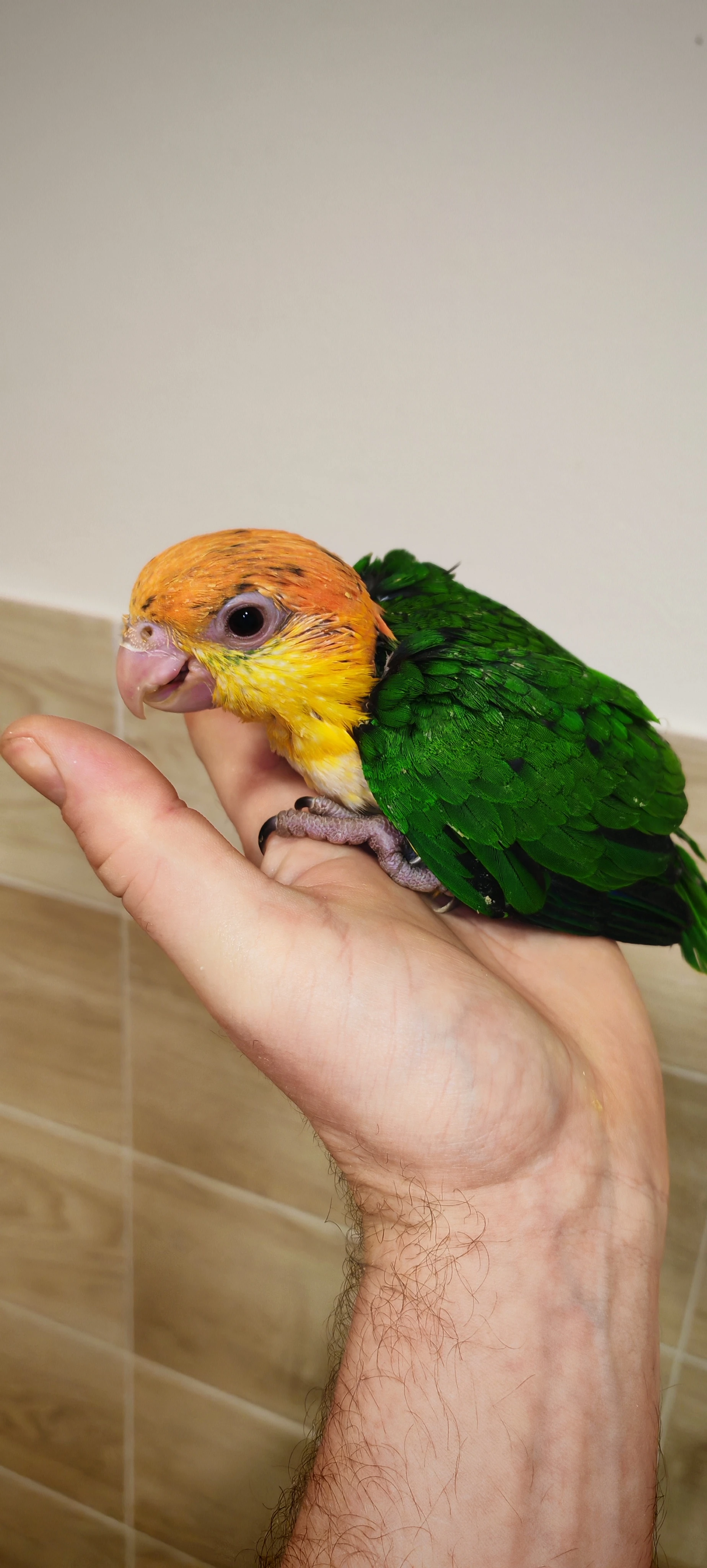 Amazonek bělobřichy