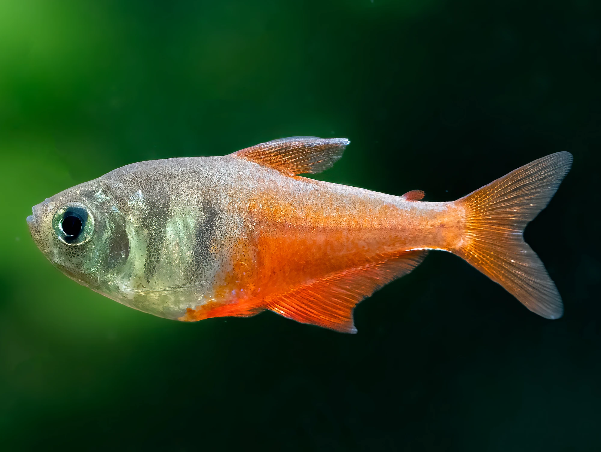 Tetra červená var.diamant