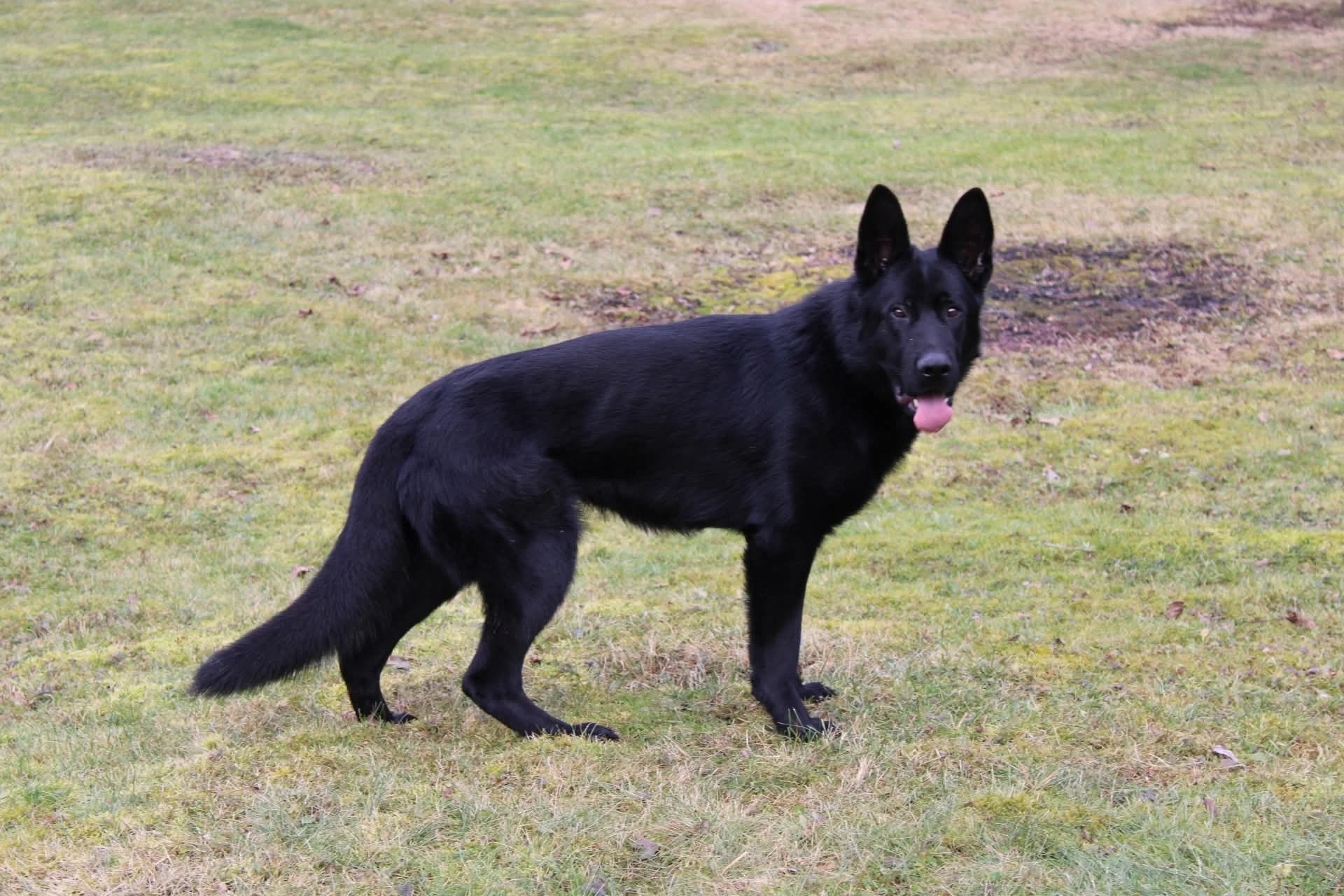 Německý ovčák -krytí