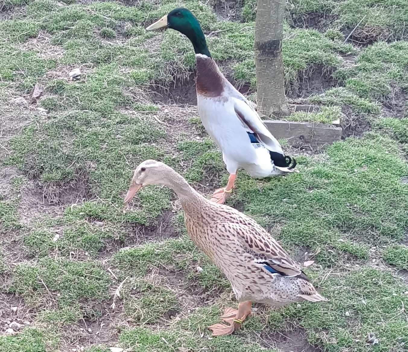 Pár indických běžců