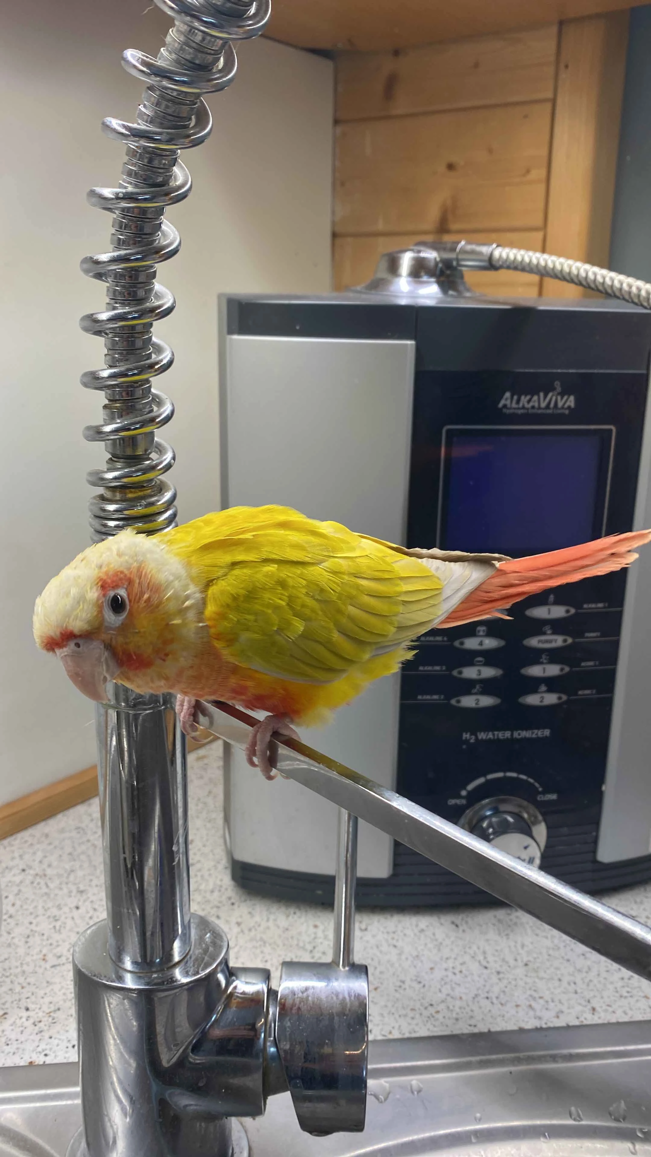 Nasbízím ručně odchovanou, přítulnou pyruru zelenolící Sunchack