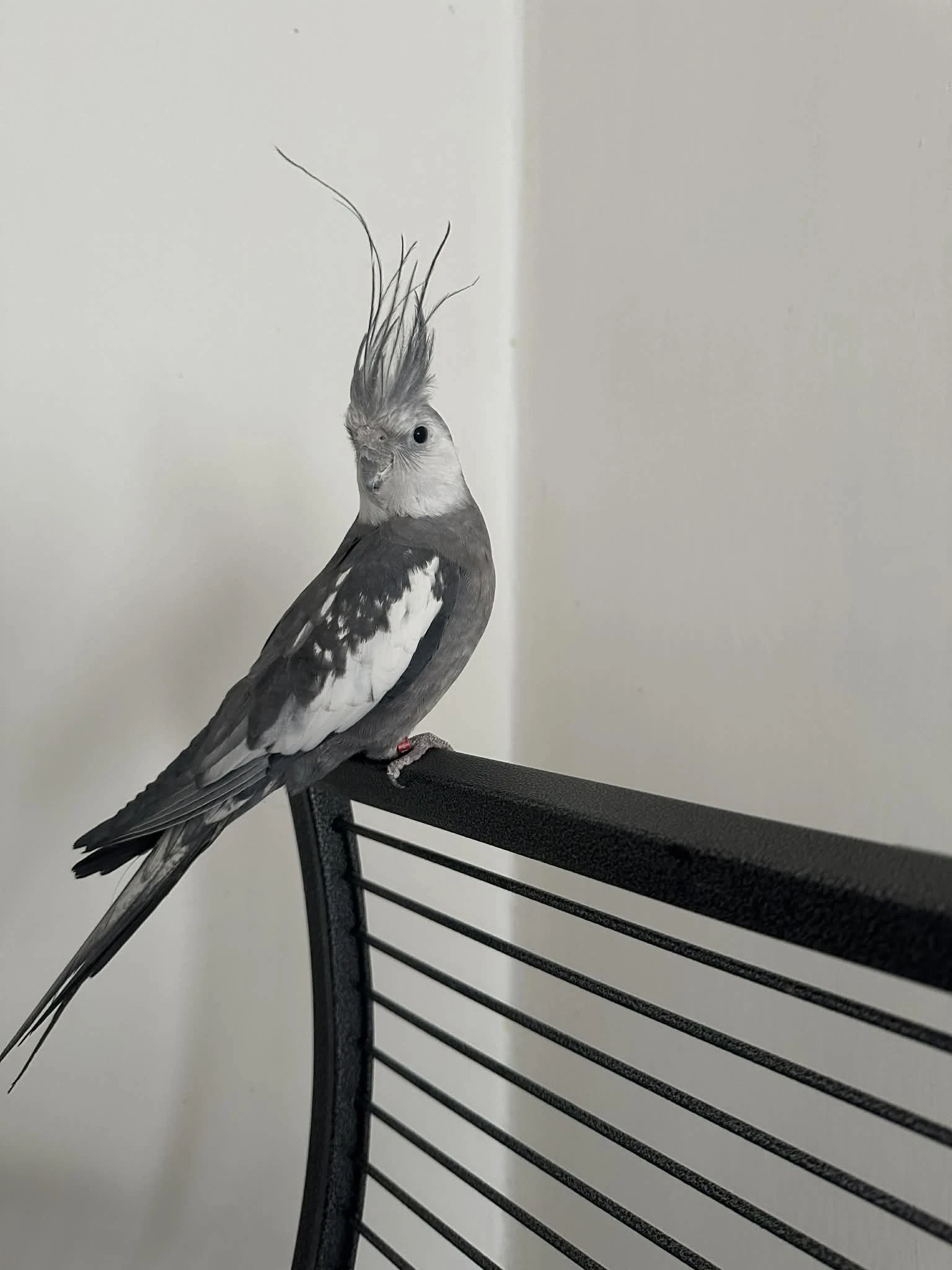 Korela bělohlavá perlová