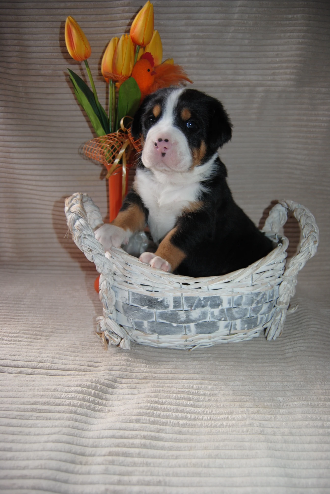 Veľký švajčiarsky salačnícky pes - šteniatka s FCI PP