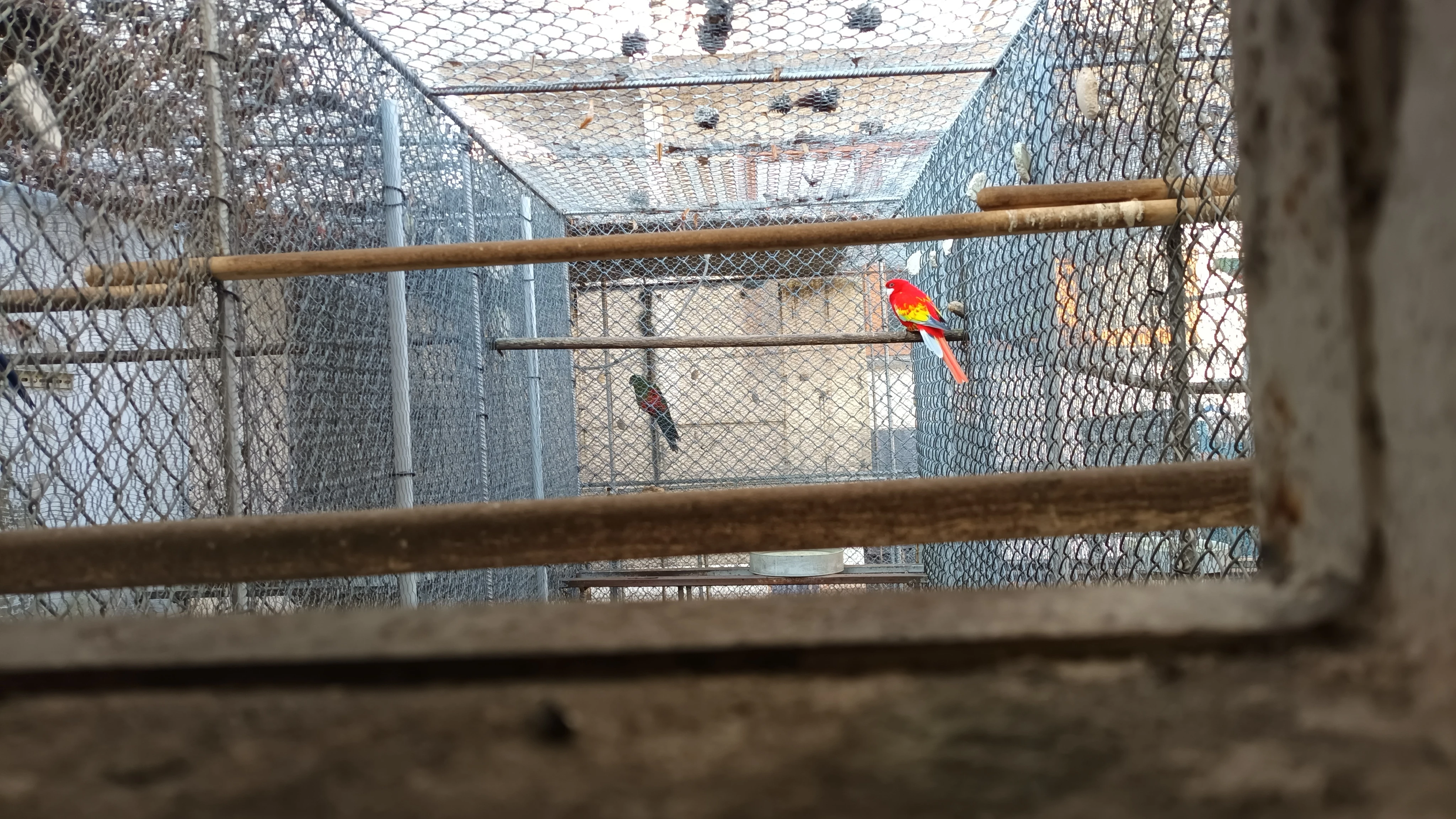 Rozela pestrá opalín golden gold