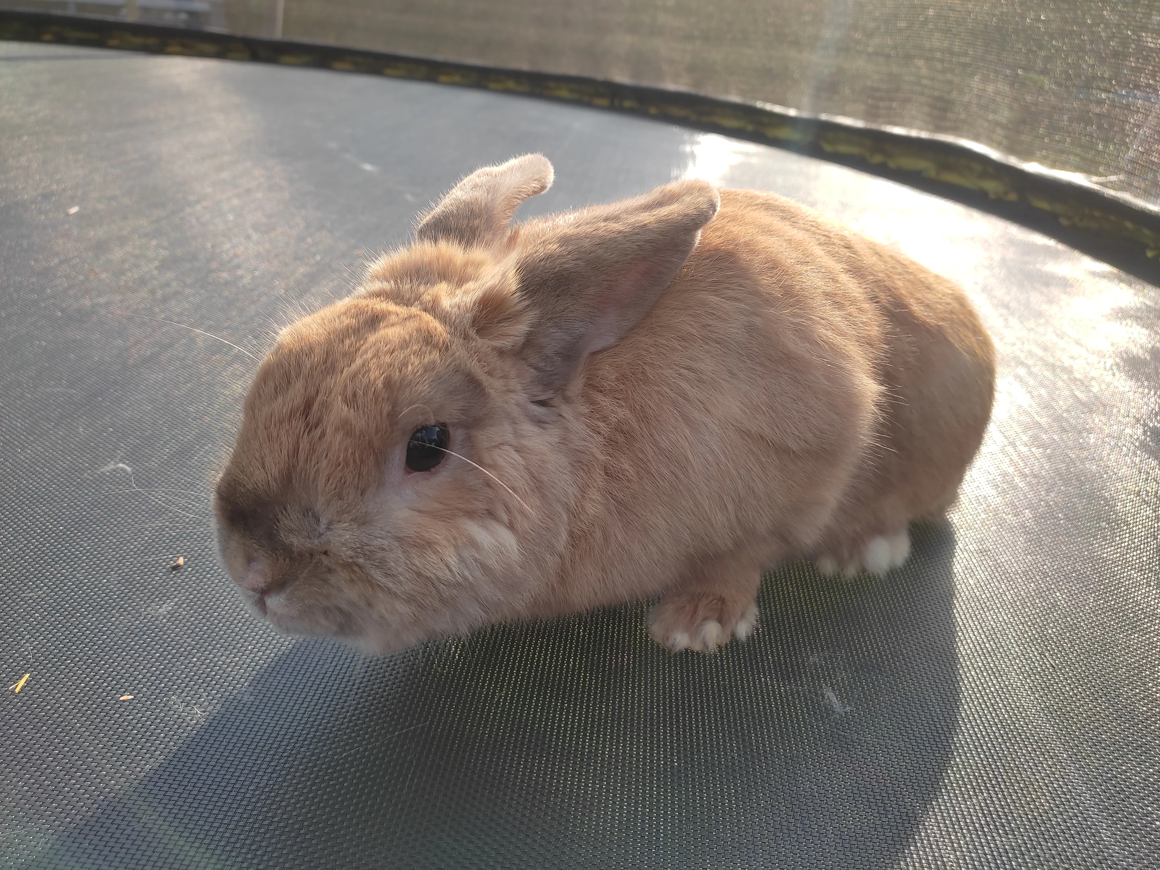 Prodám chovnou skupinu zakrslých králíků