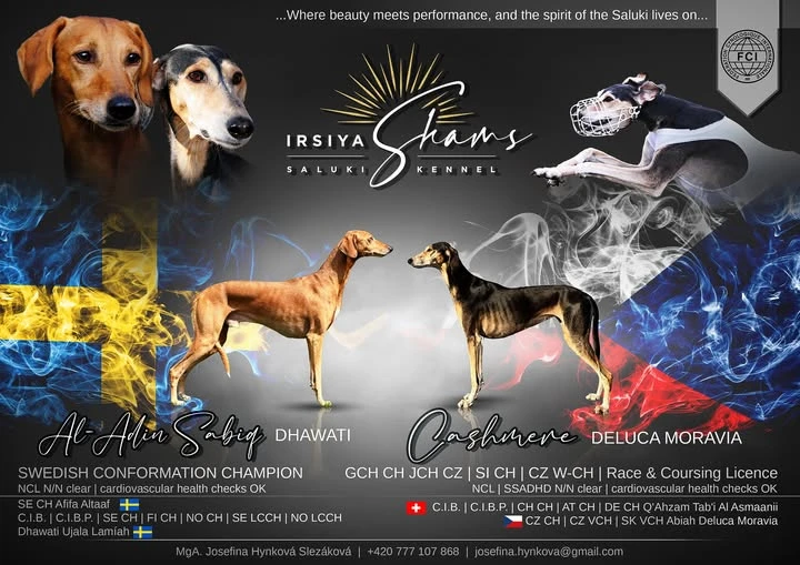 Saluki s PP – pejsek 4 měsíce